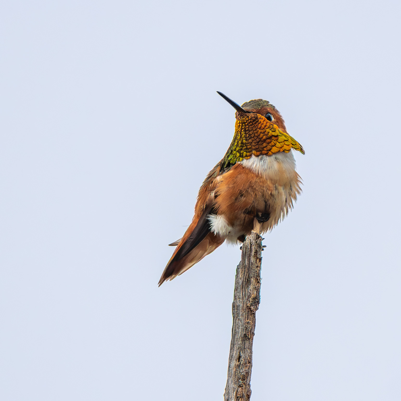 Allen's Hummingbird