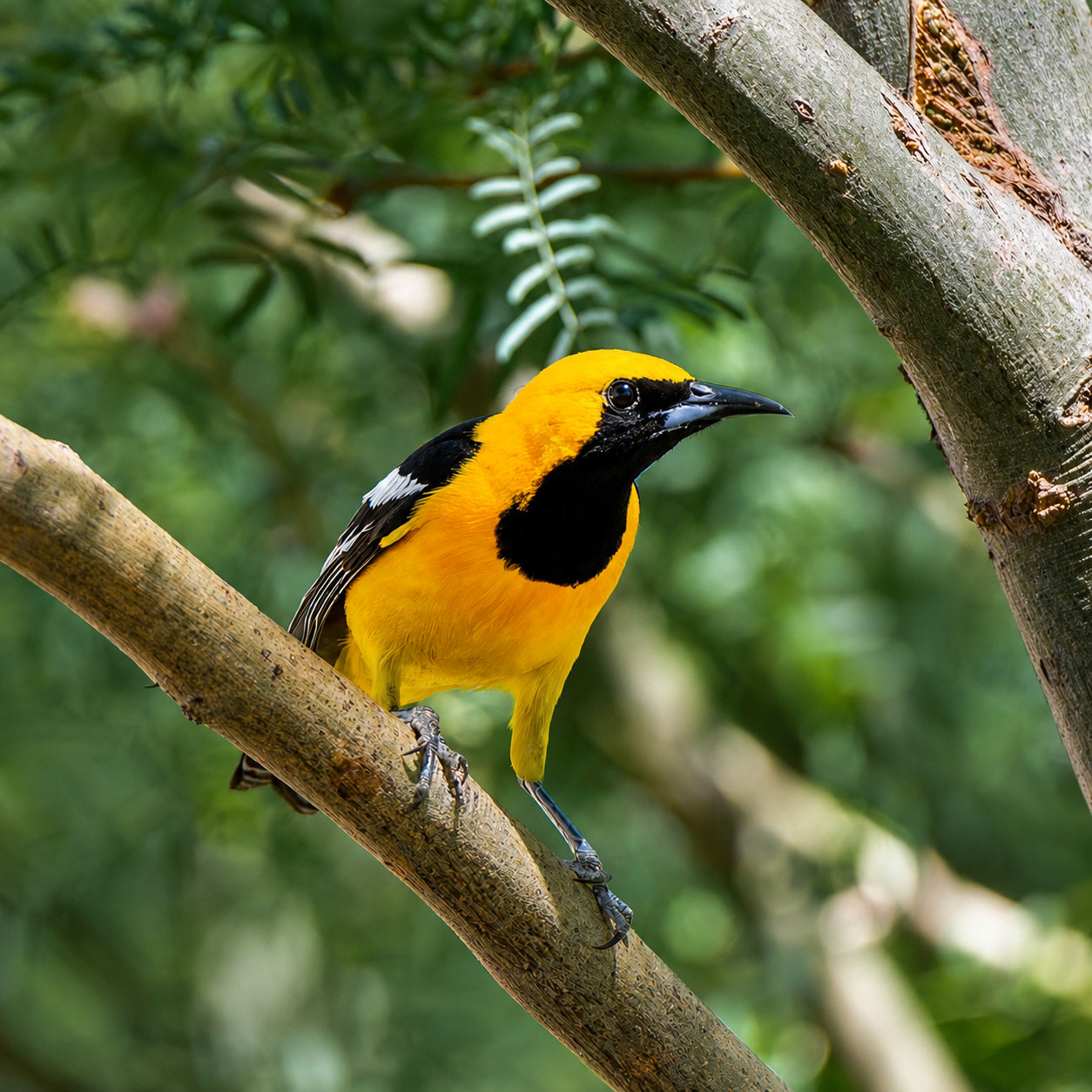 Hooded Oriole