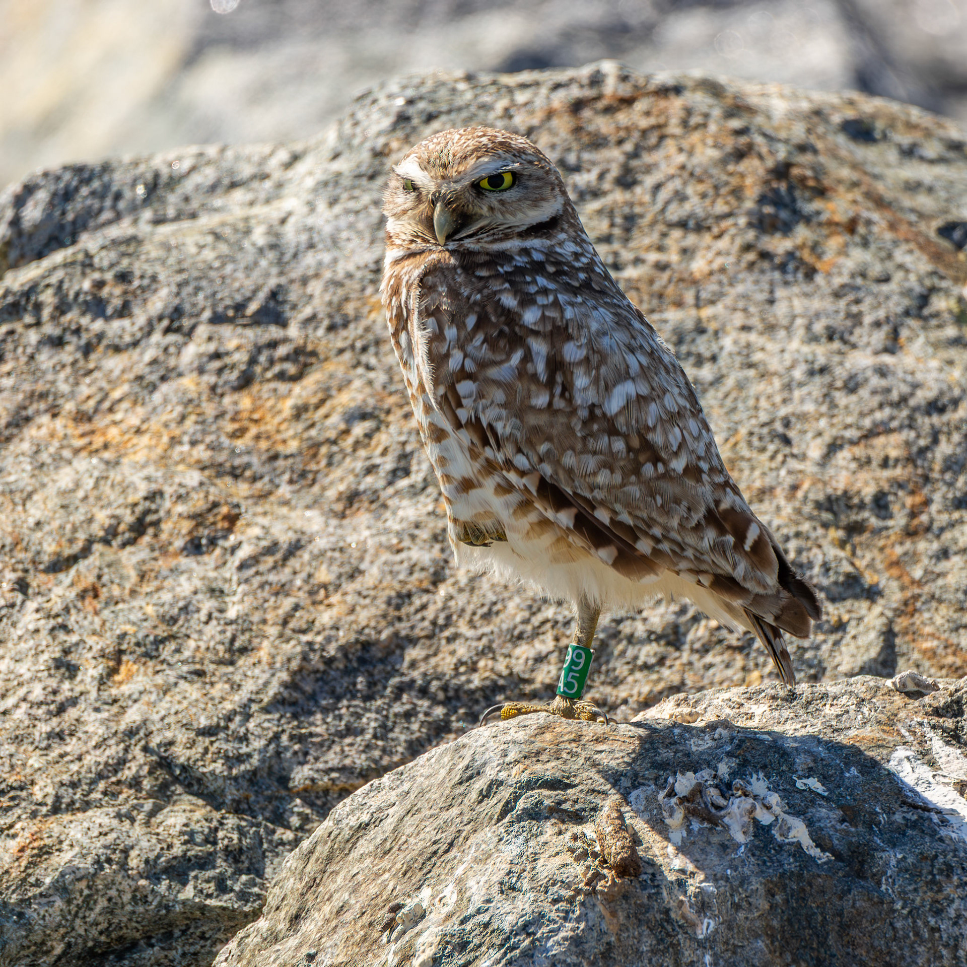 Burrowing Owl