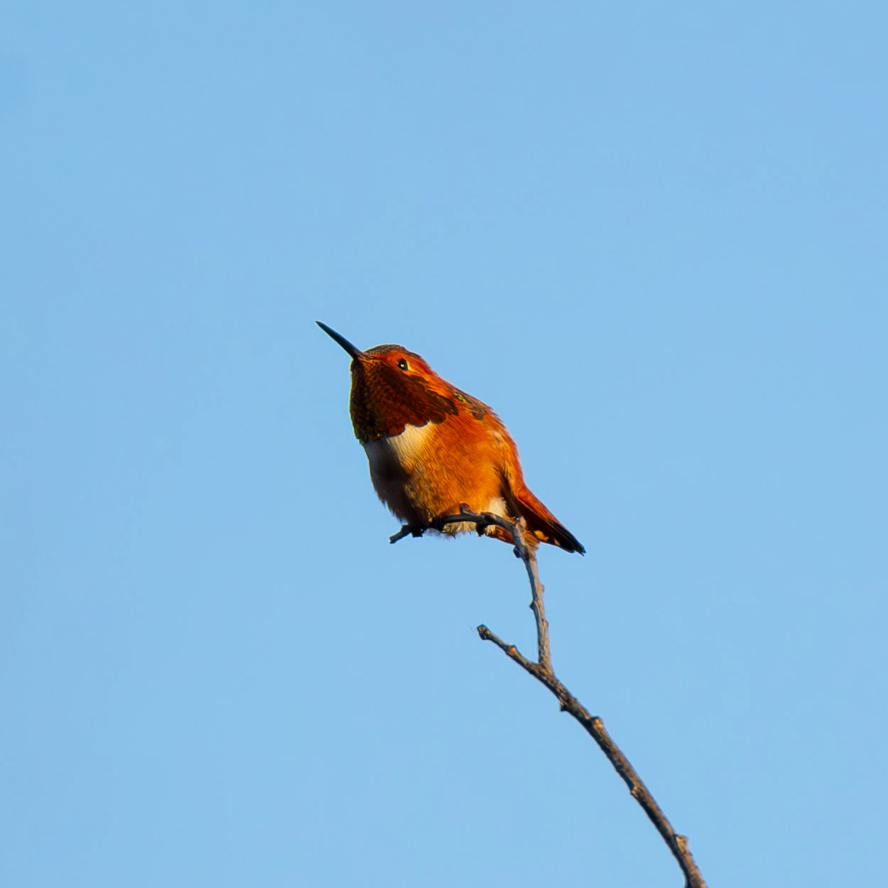 Allen's Hummingbird