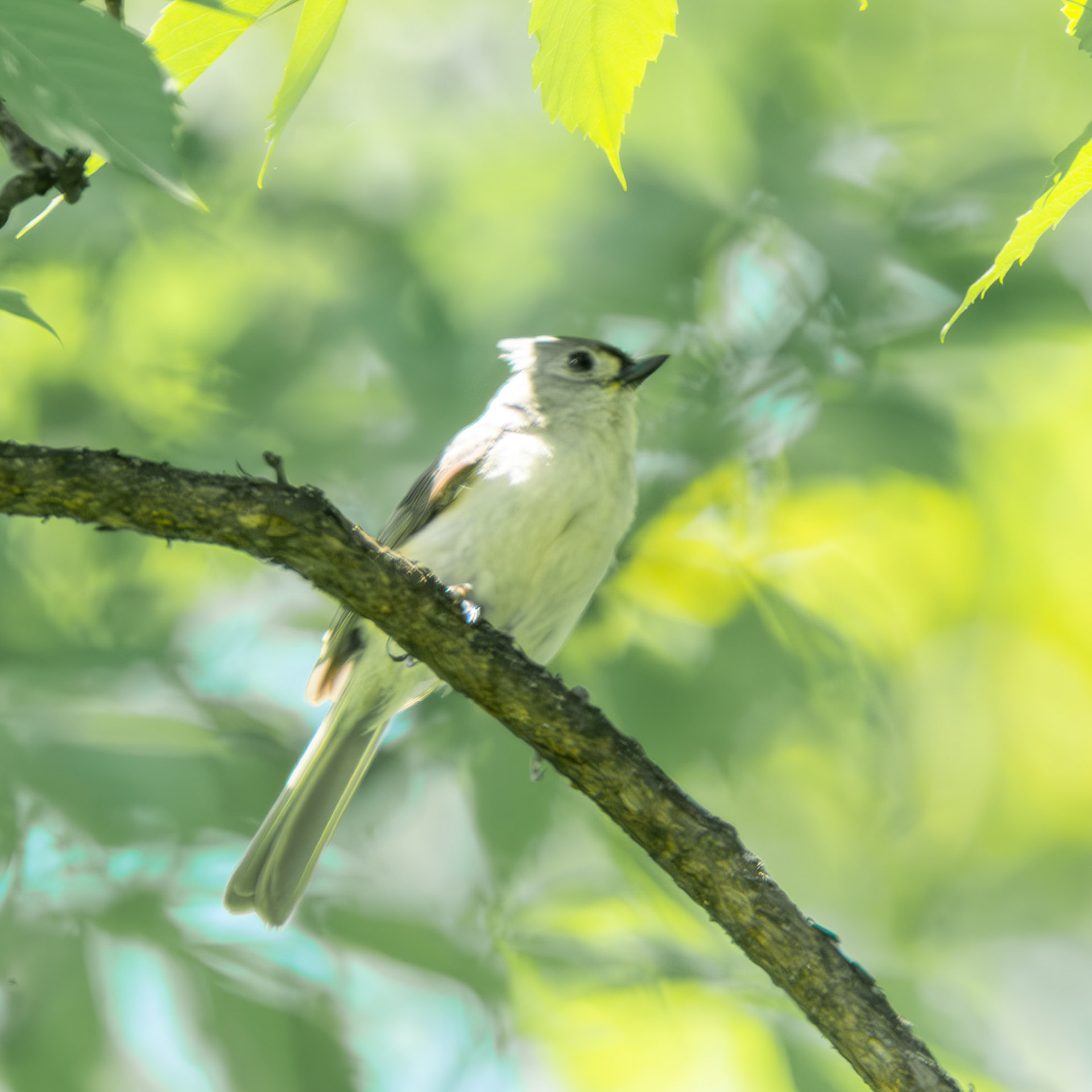 Tufted Titmouse