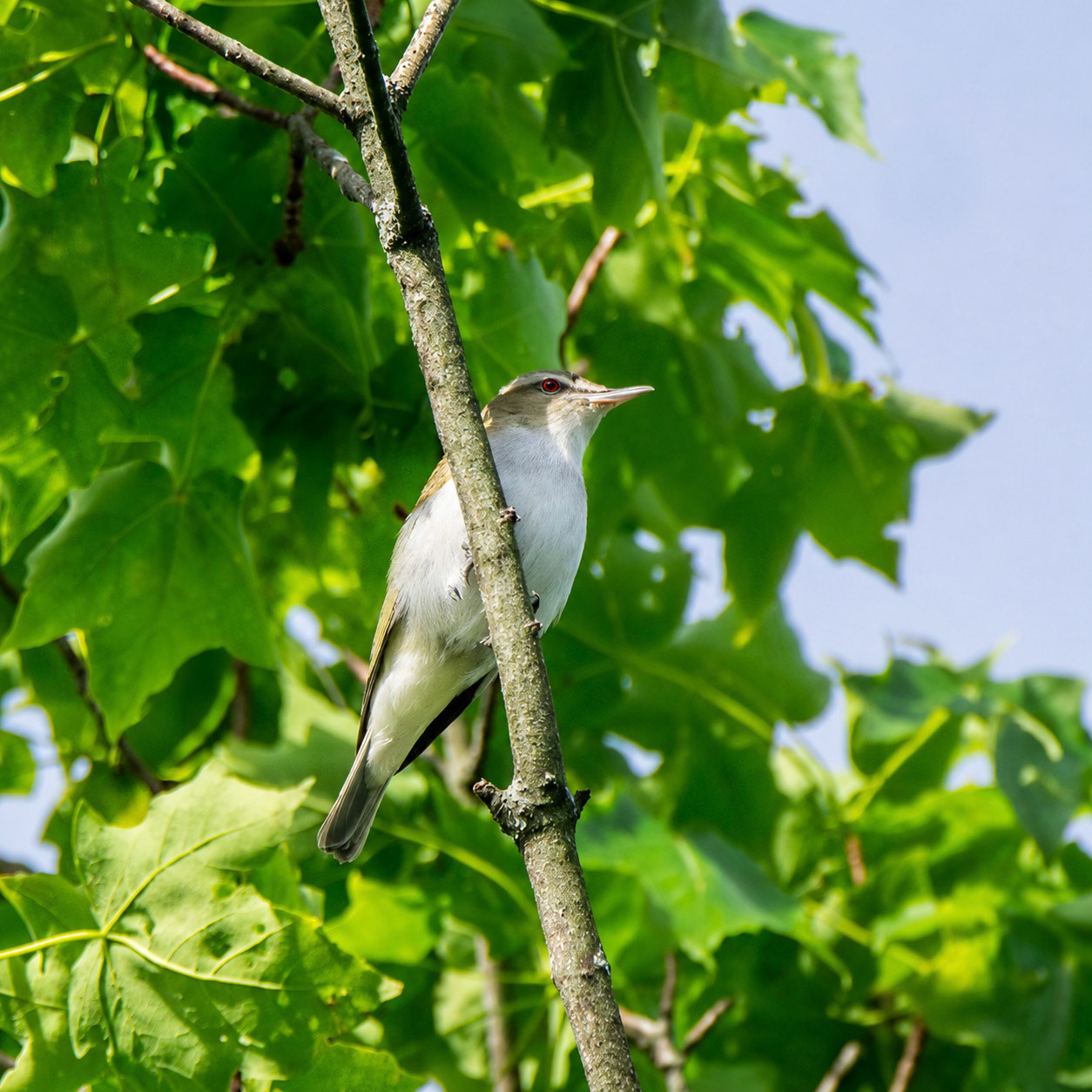 Red-Eyed Vireo