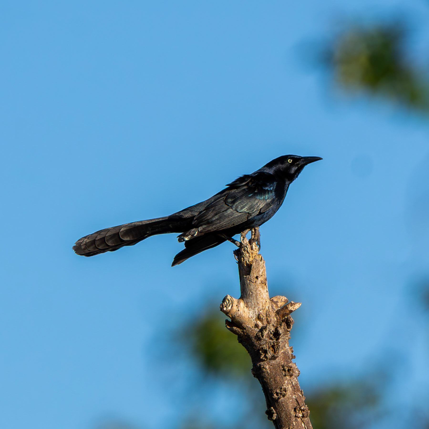 Great-Tailed Grackle