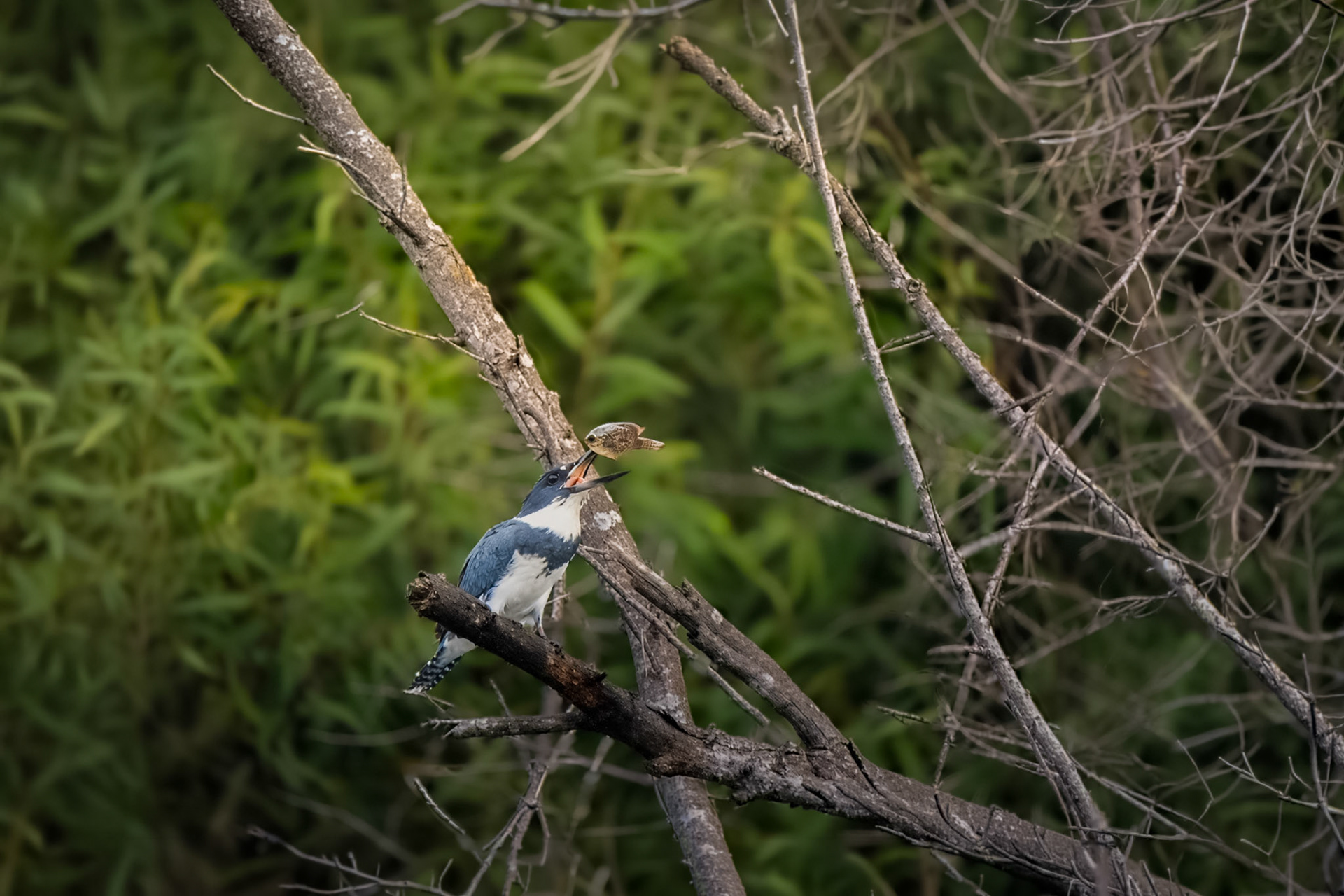 Belted Kingfisher