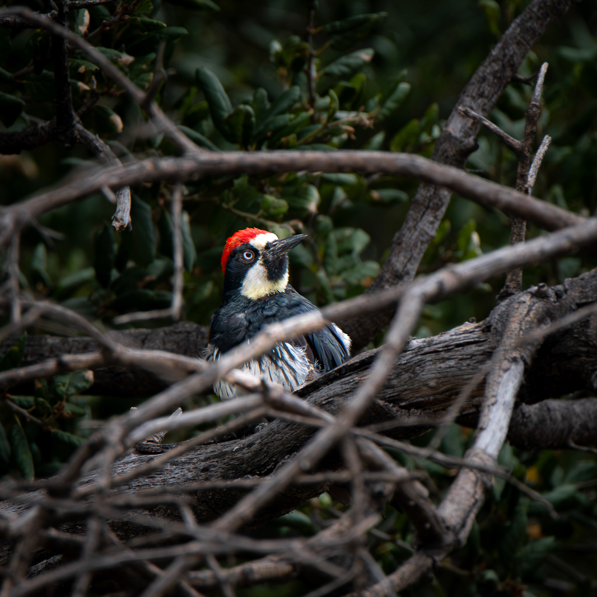 Acorn Woodpecker