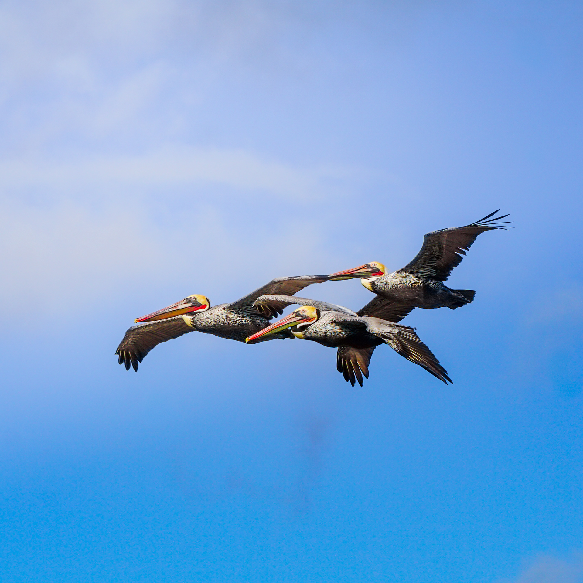 California Brown Pelican