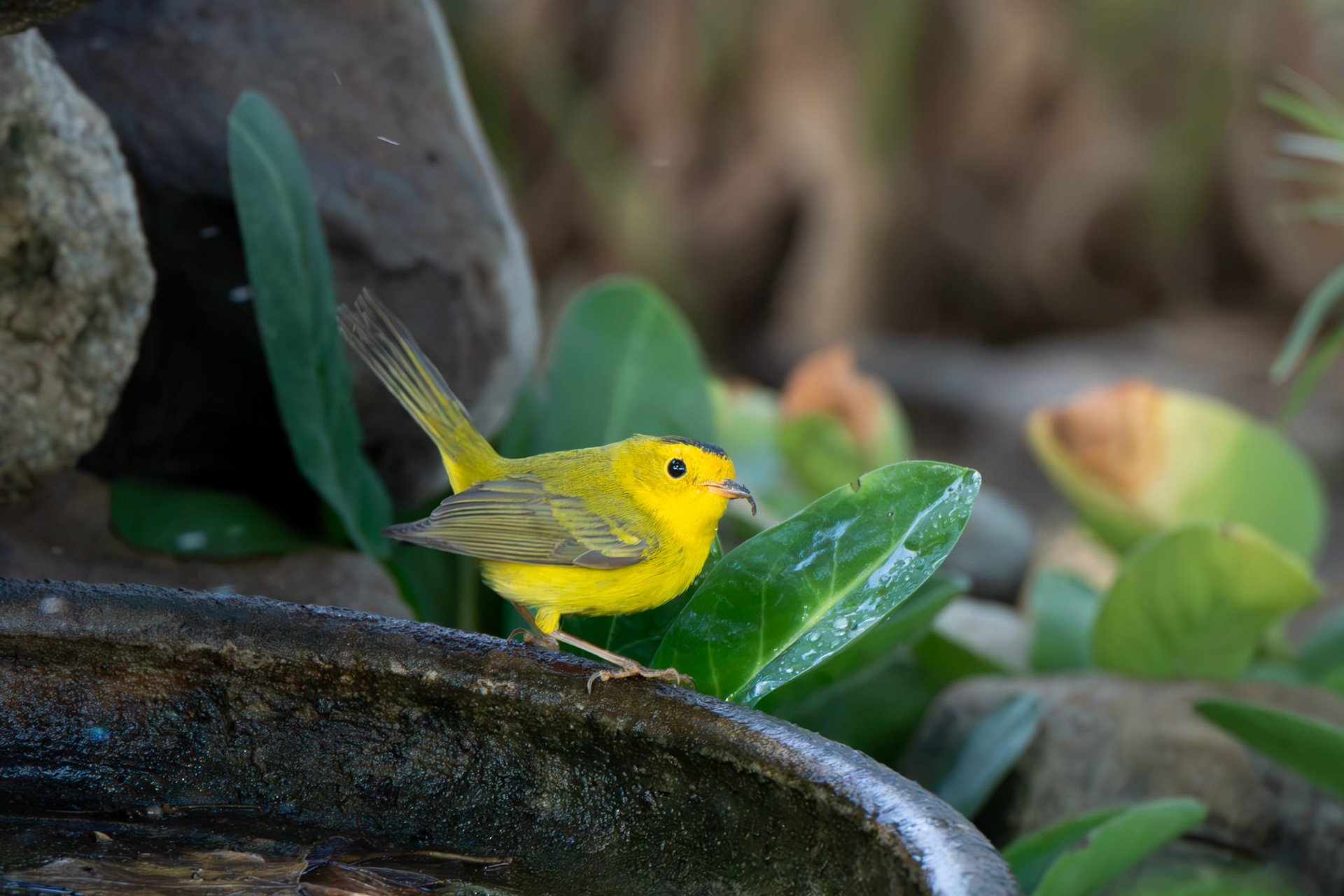 Wilson's Warbler