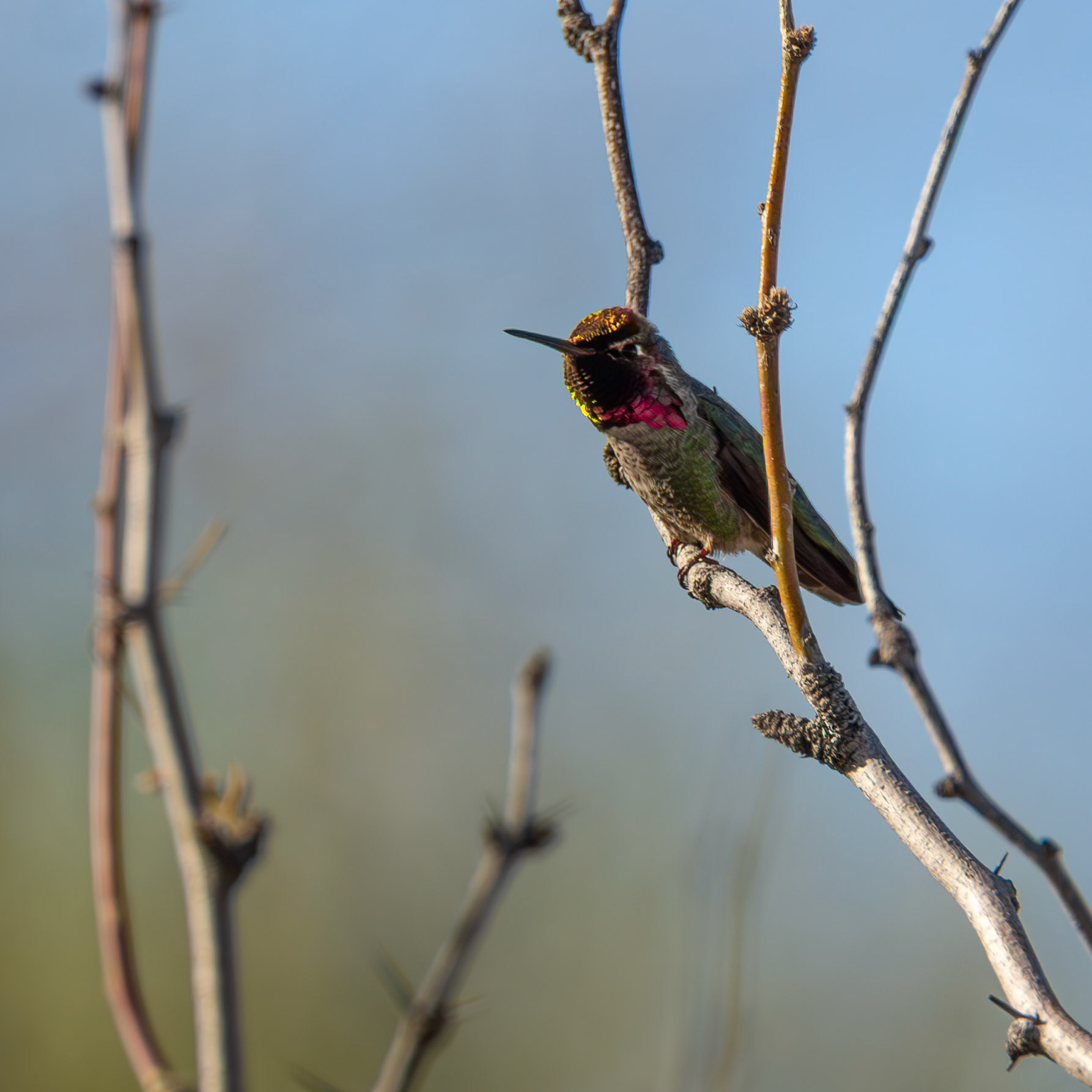 Anna's Hummingbird