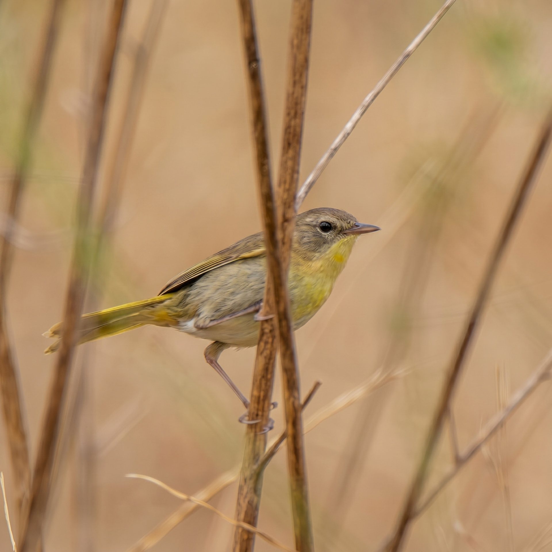 Common Yellowthroat