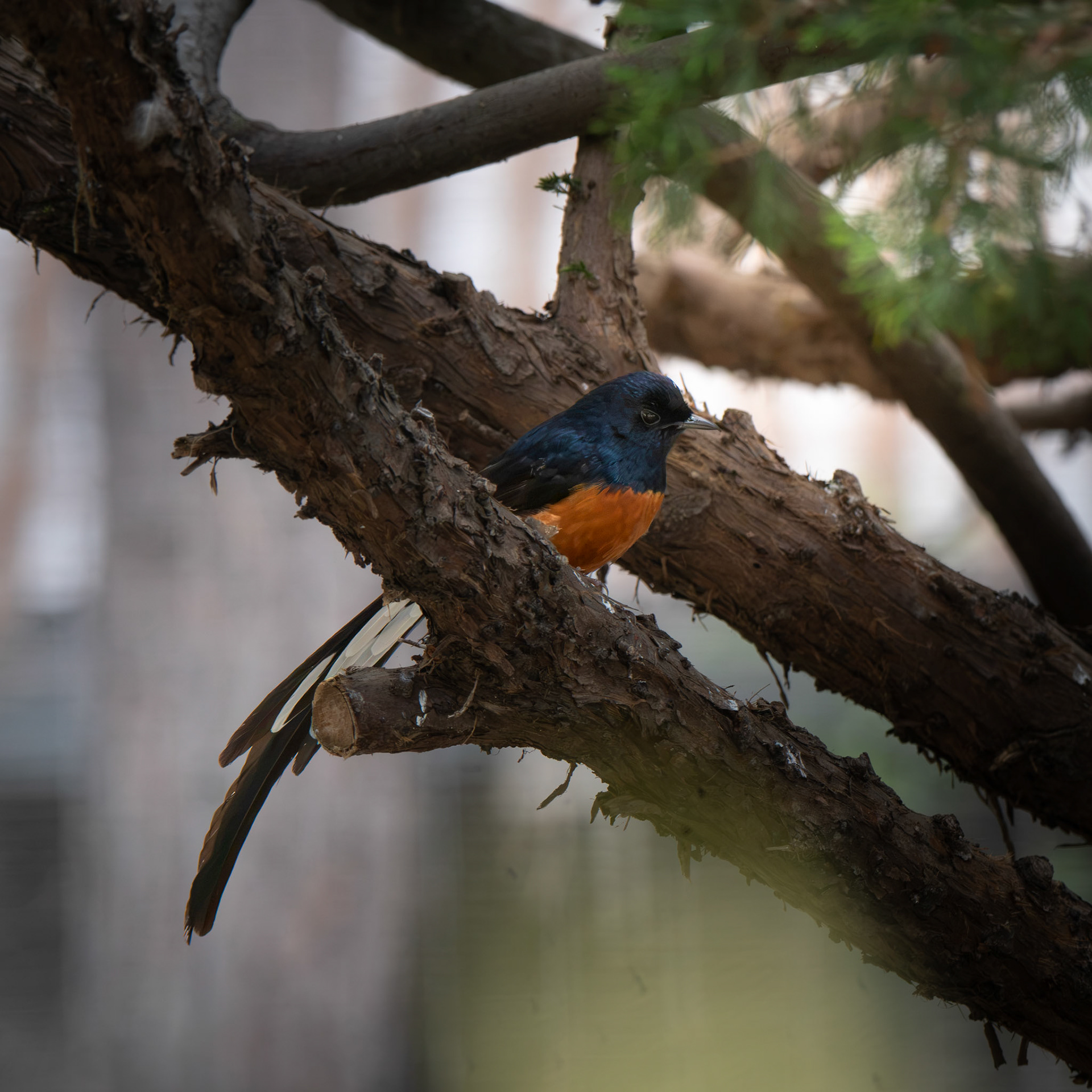 White-Rumped Shama