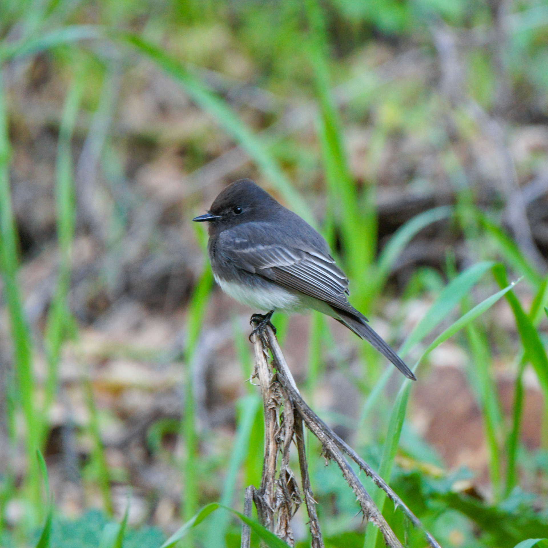 Black Phoebe