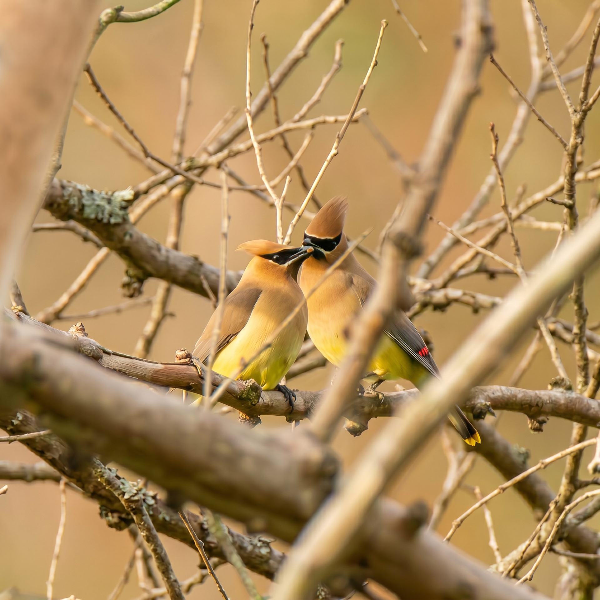 Cedar Waxwing