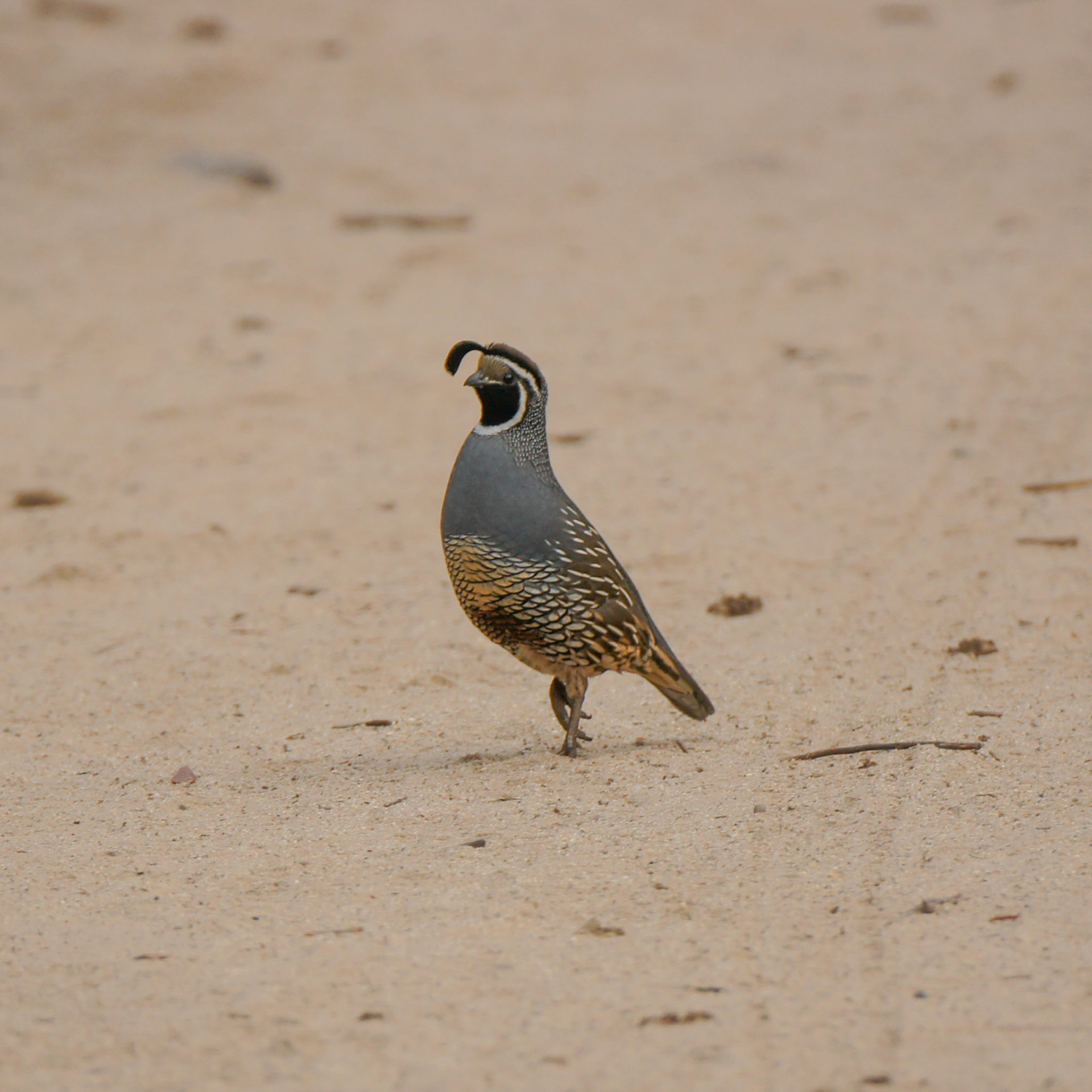 California Quail