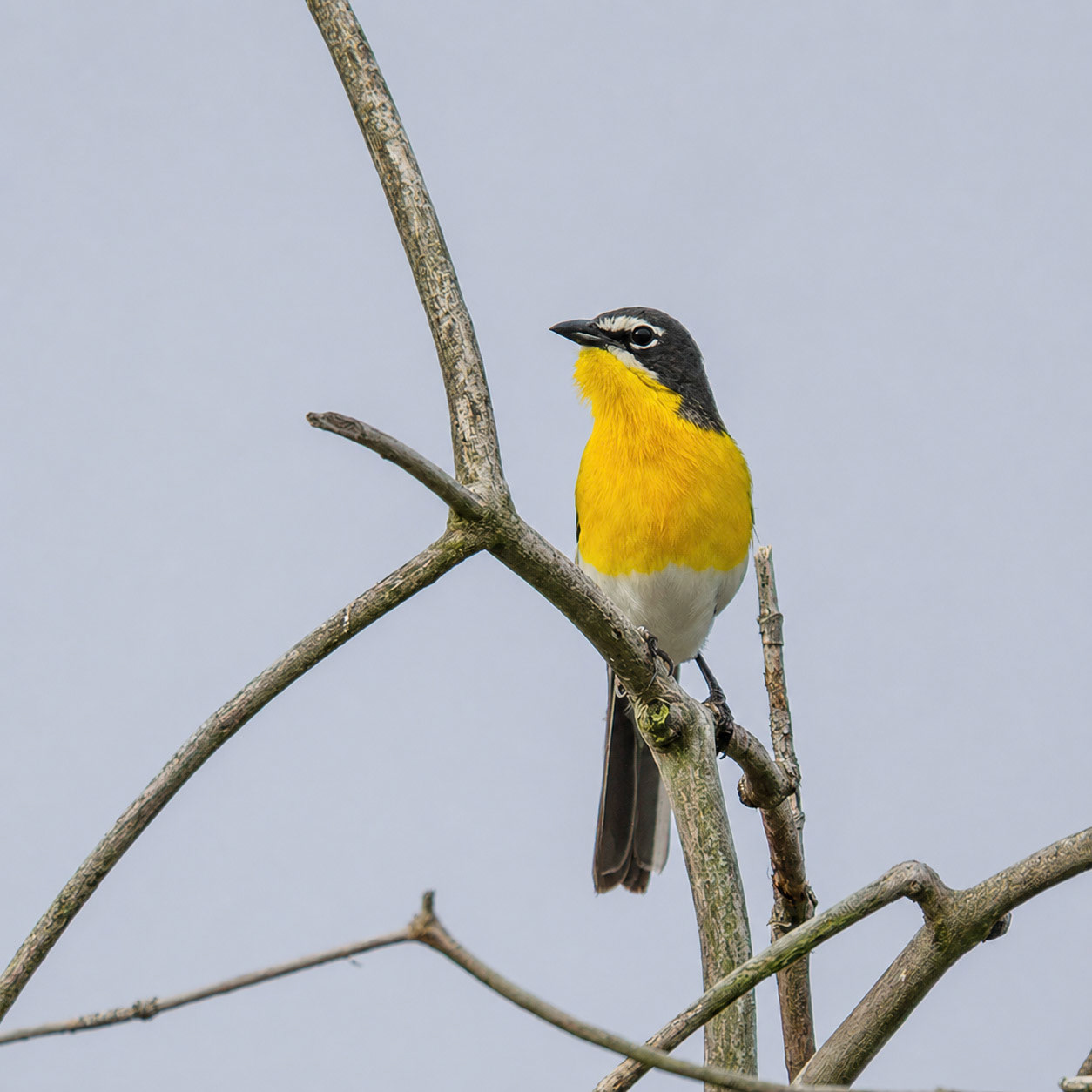 Yellow-breasted Chat