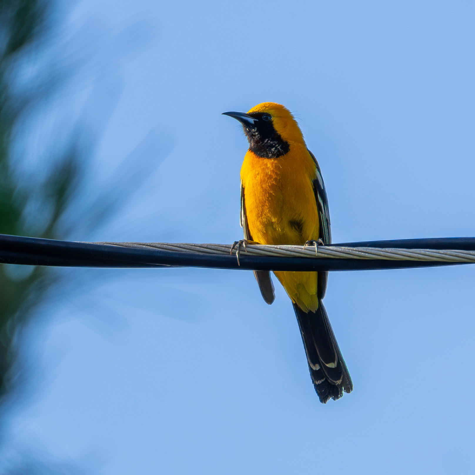 Hooded Oriole