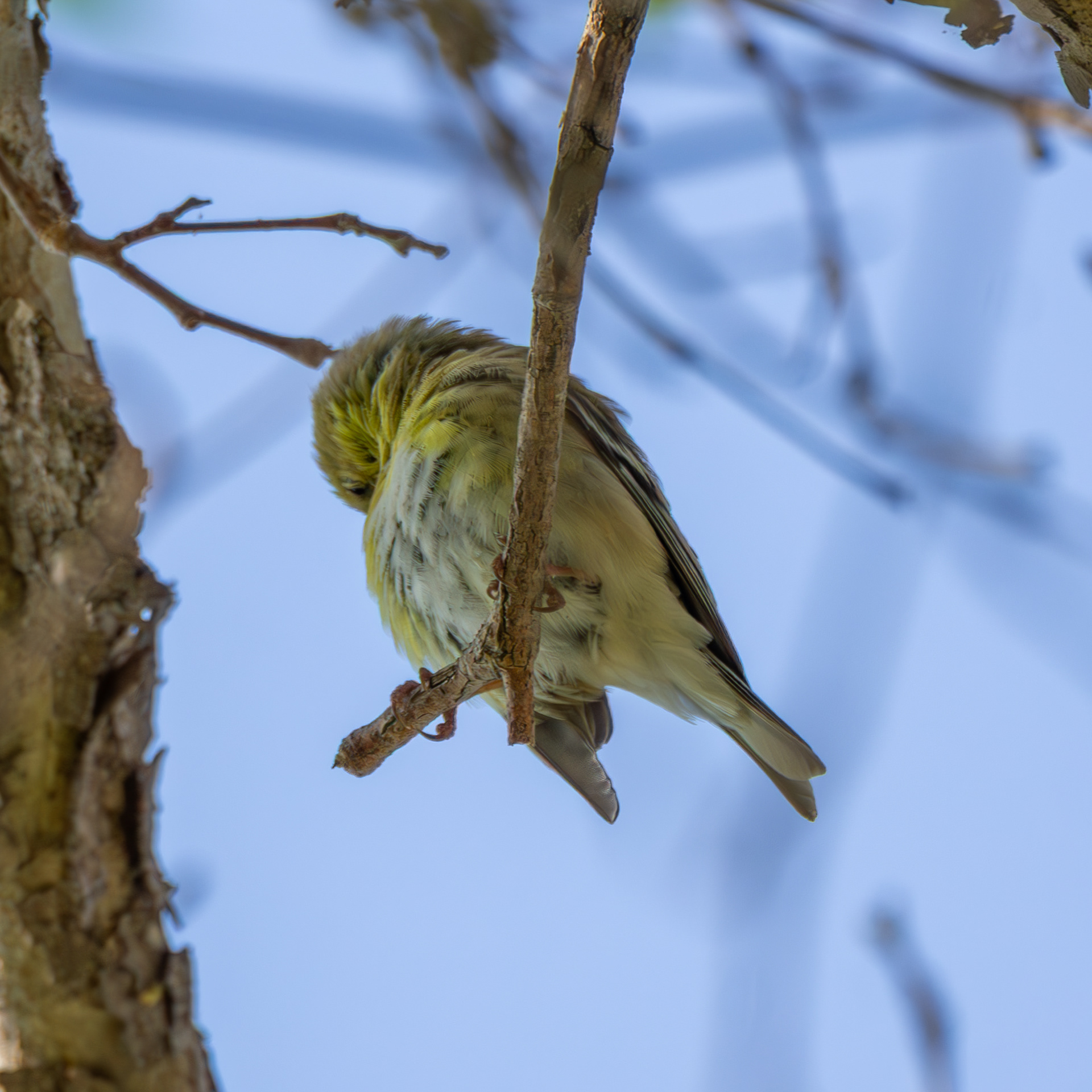 American Goldfinch