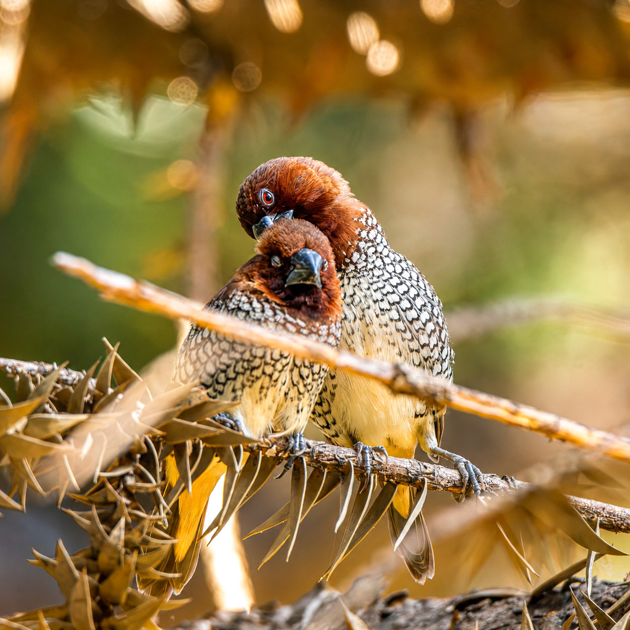 Scaly-Breasted Munia