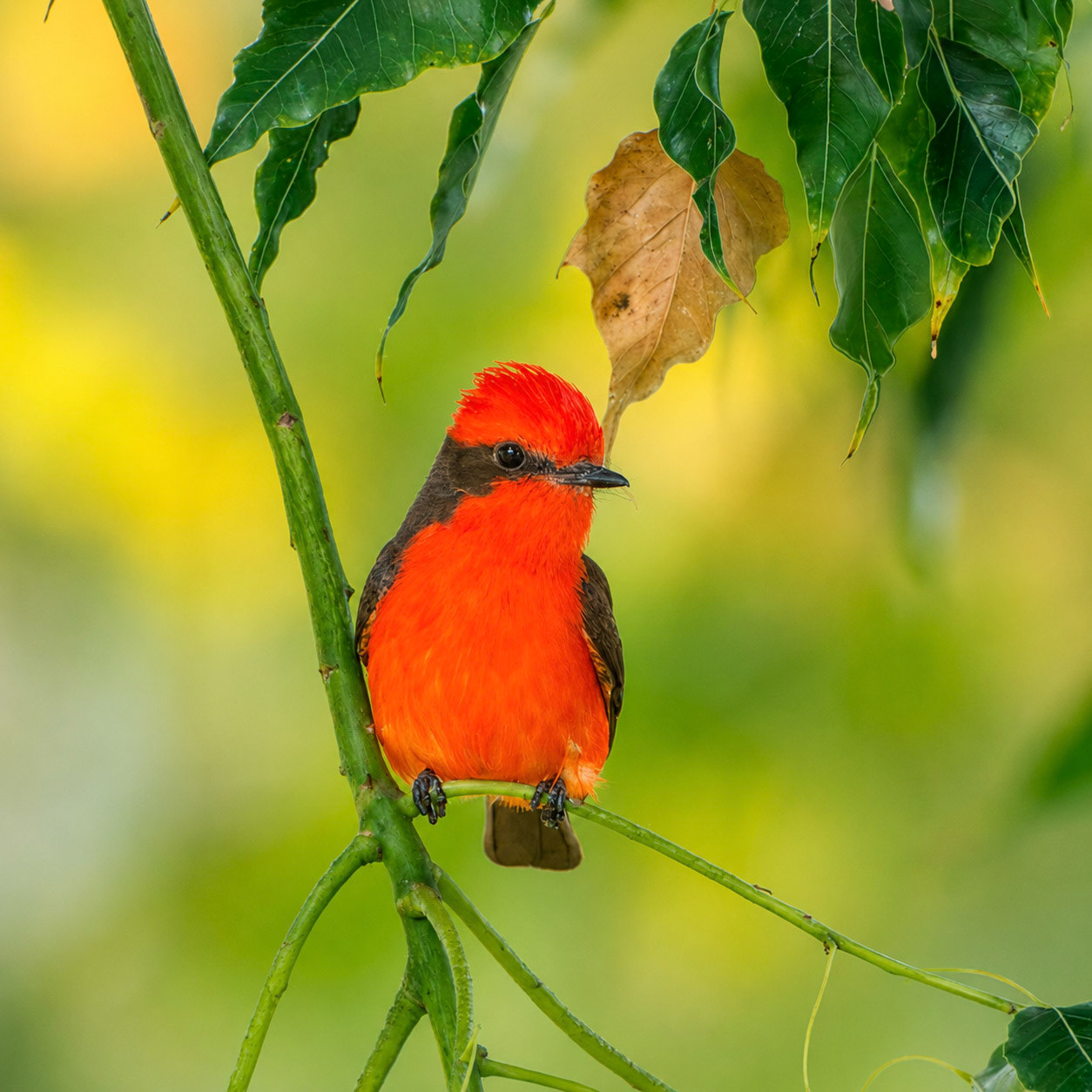 Vermillion Flycatcher