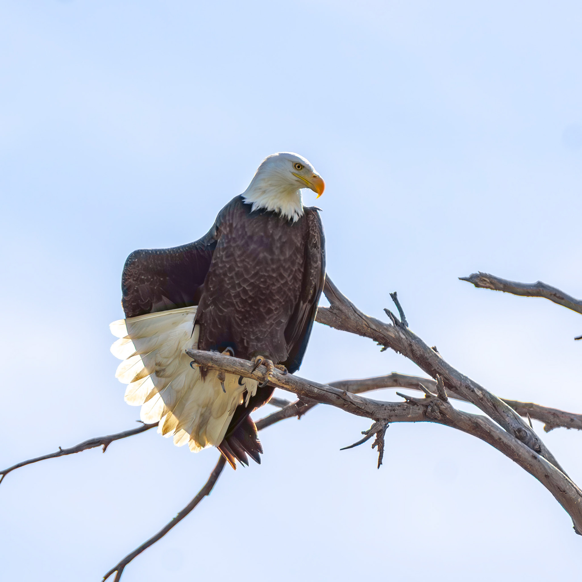 Bald Eagle