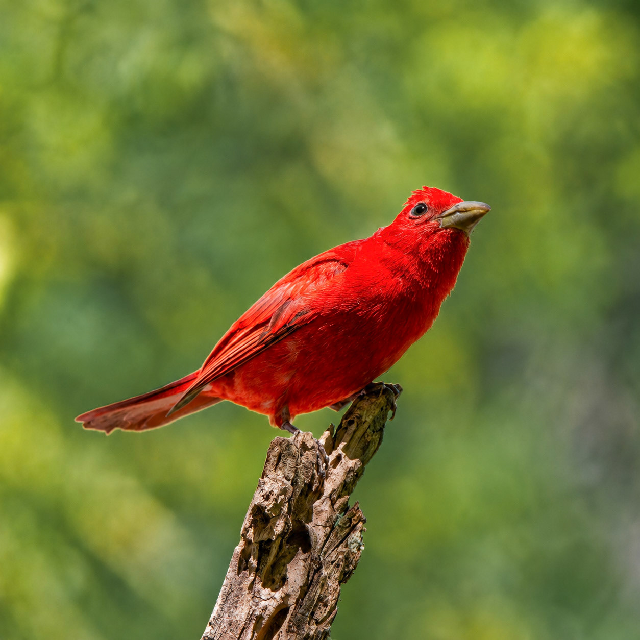 Summer Tanager