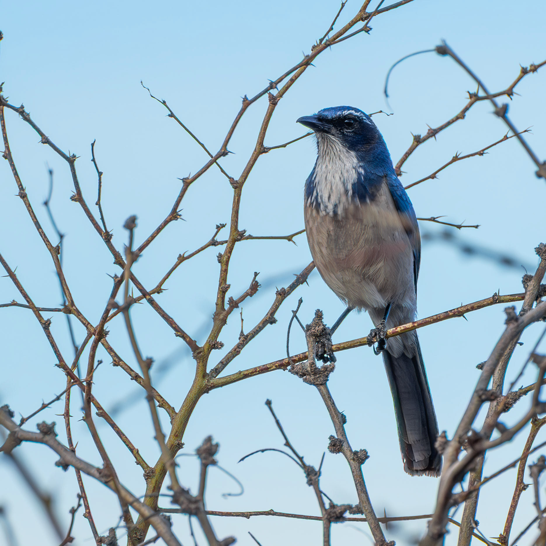 California Scrub Jay