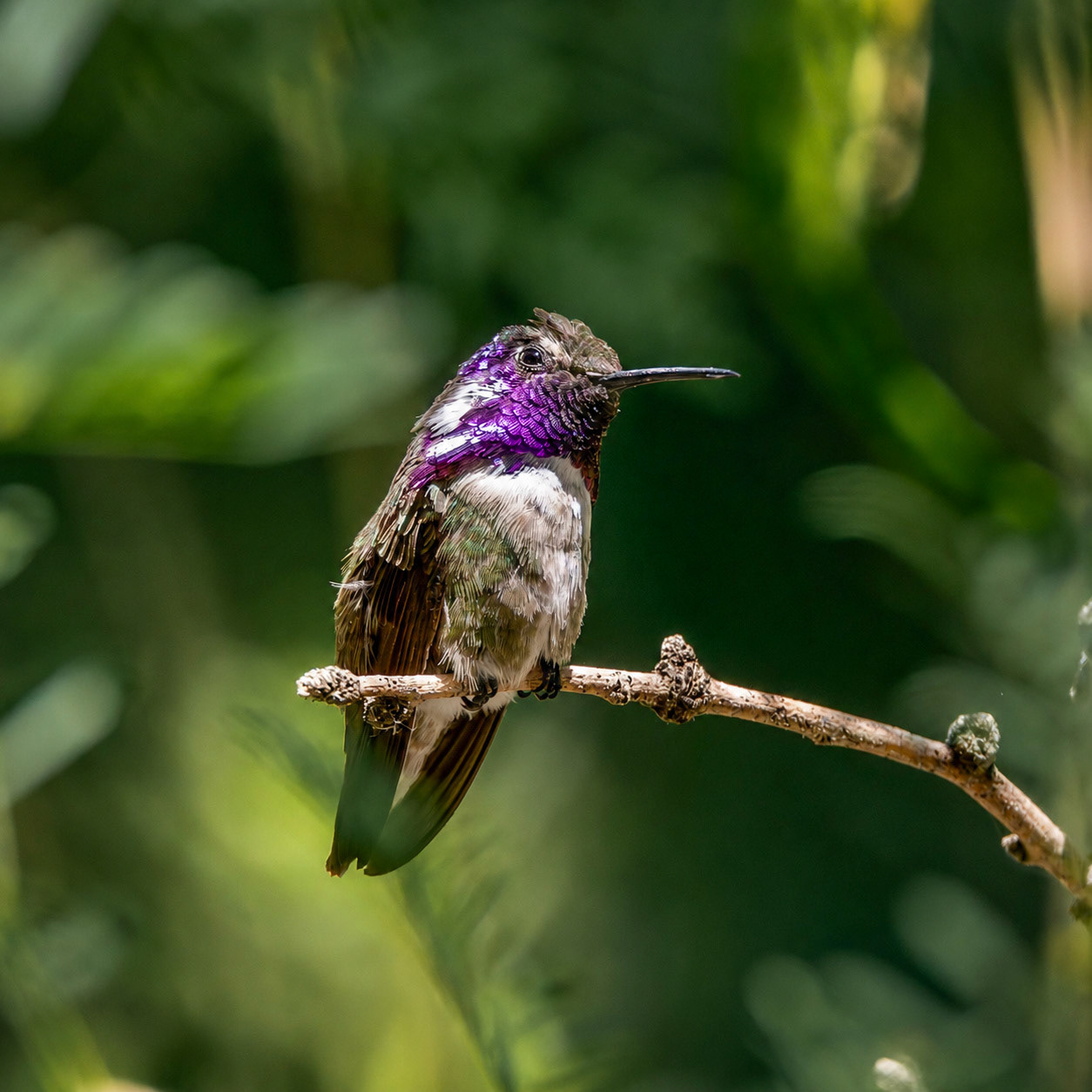 Costa's Hummingbird