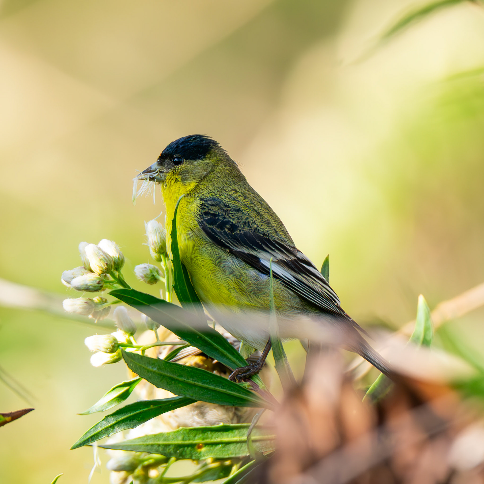 Lesser Goldfinch