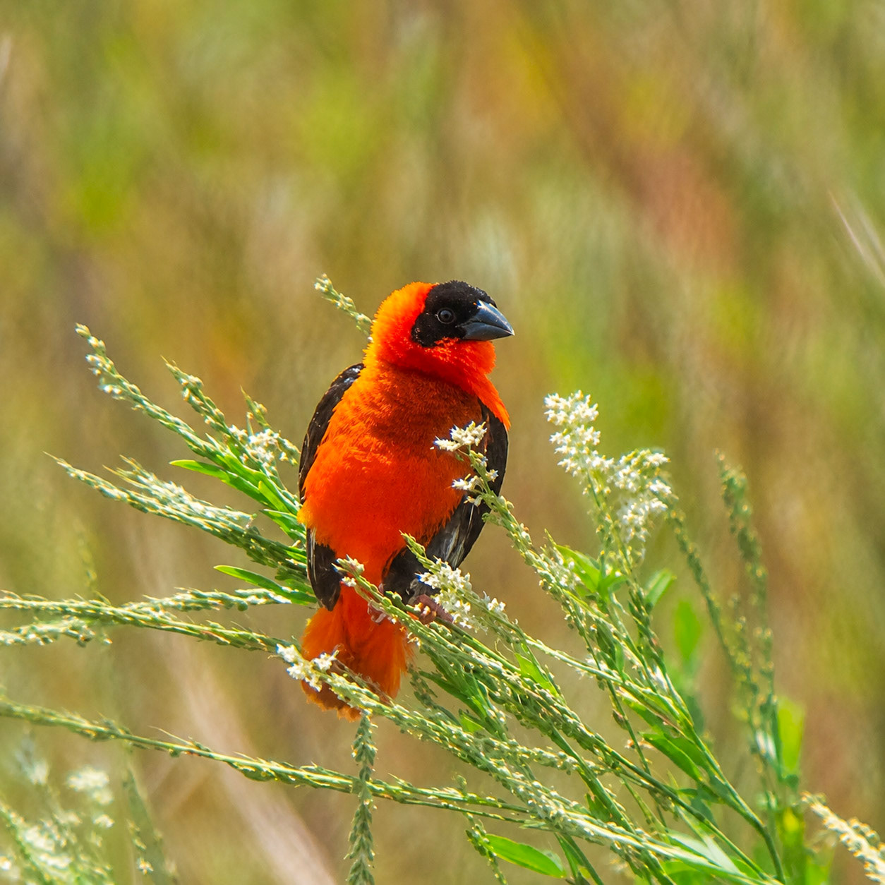Northern Red Bishop