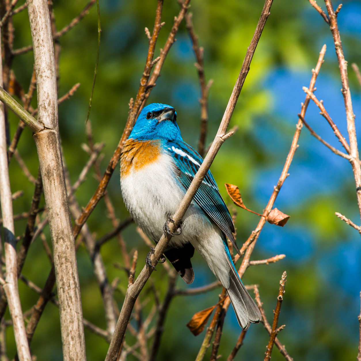 Lazuli Bunting