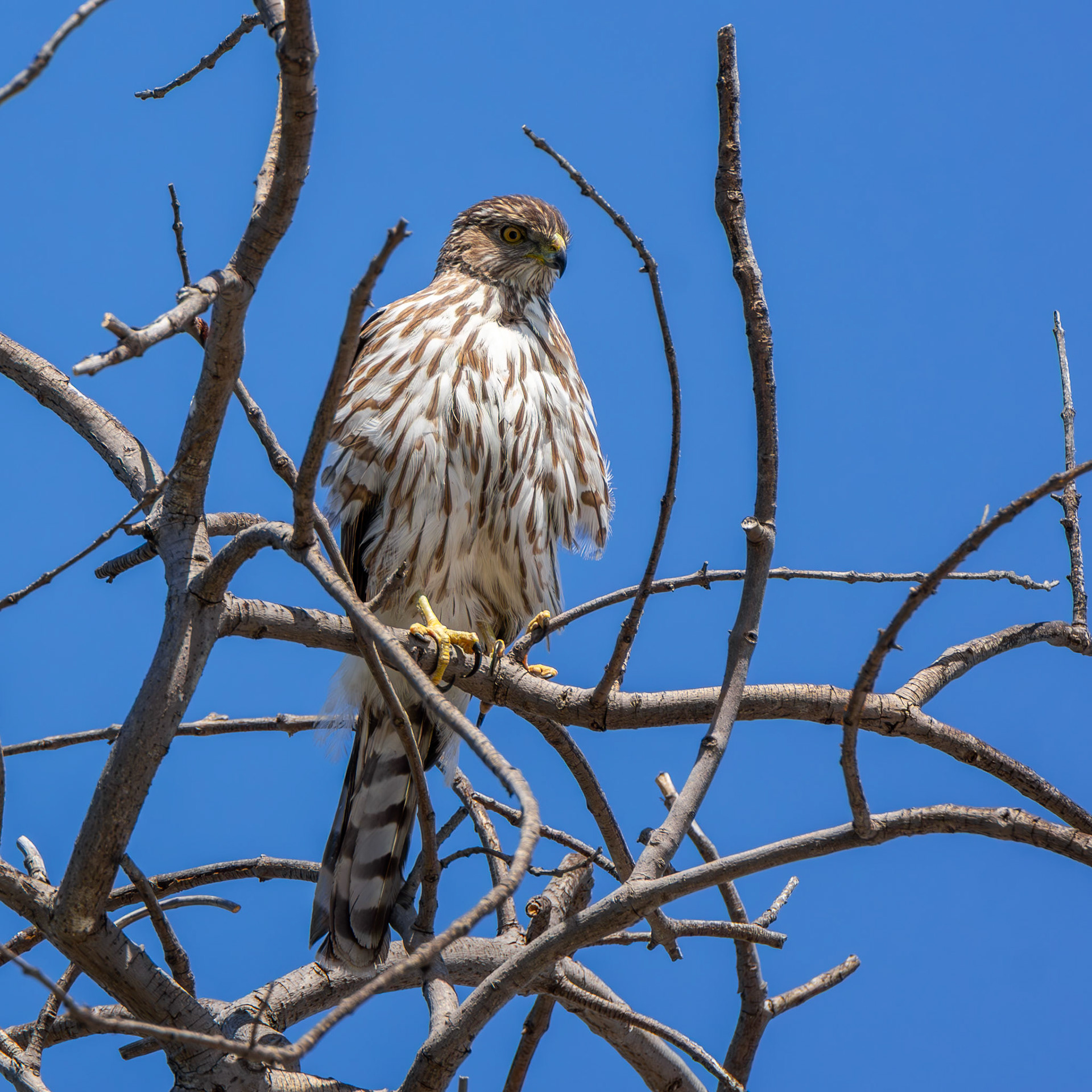 Cooper's Hawk