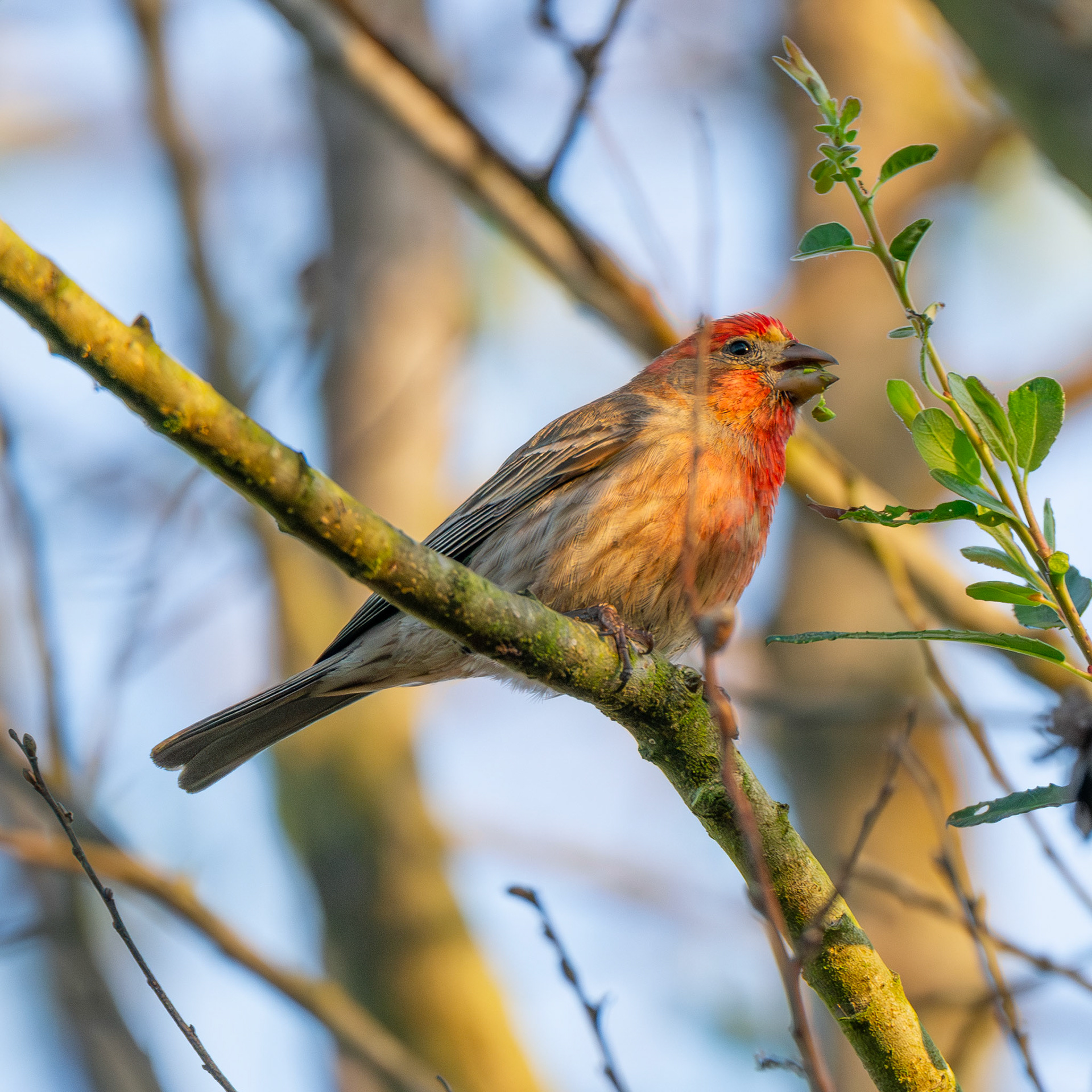 House Finch