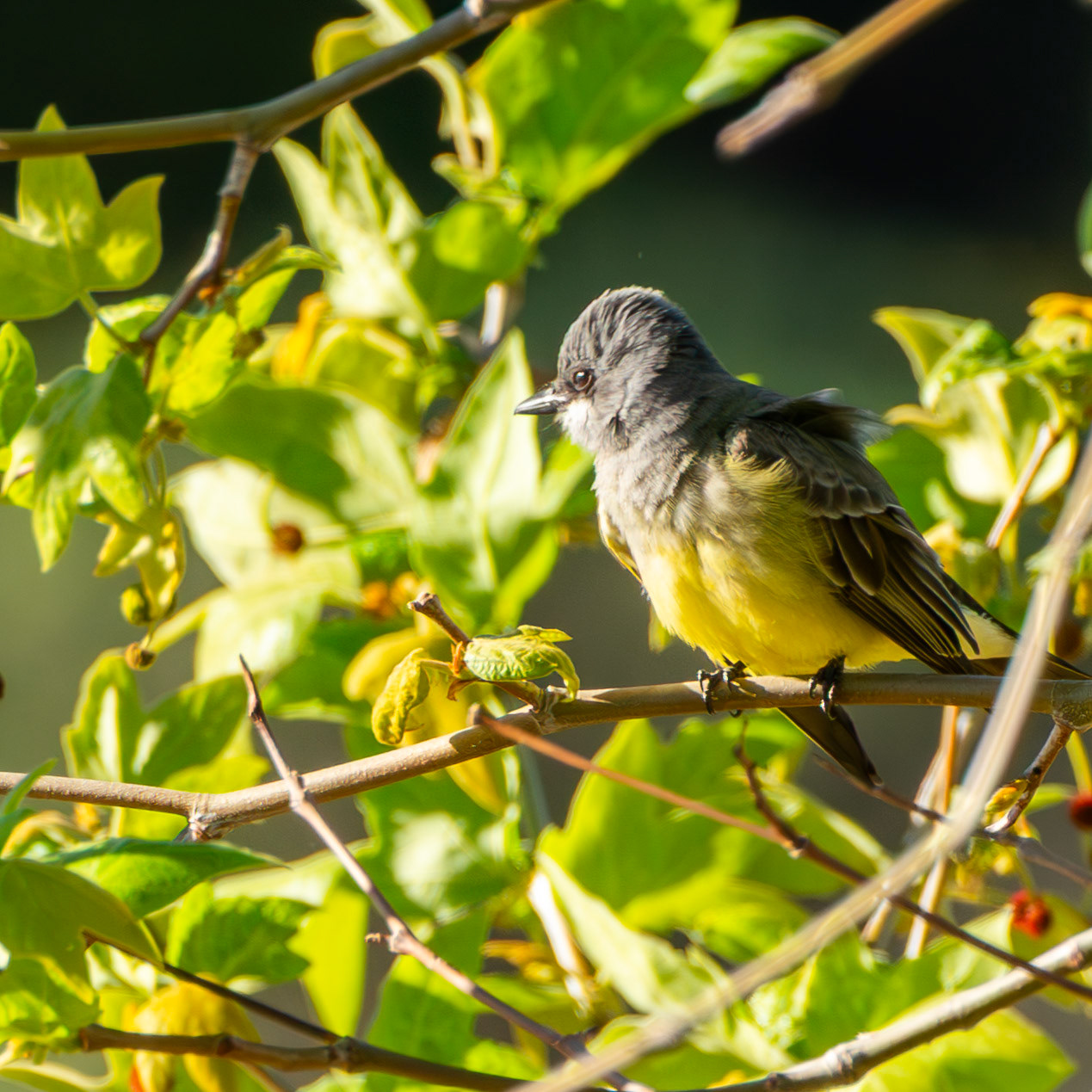 Cassin's Kingbird