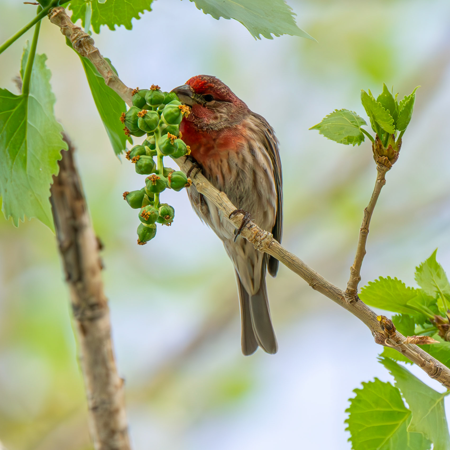 House Finch