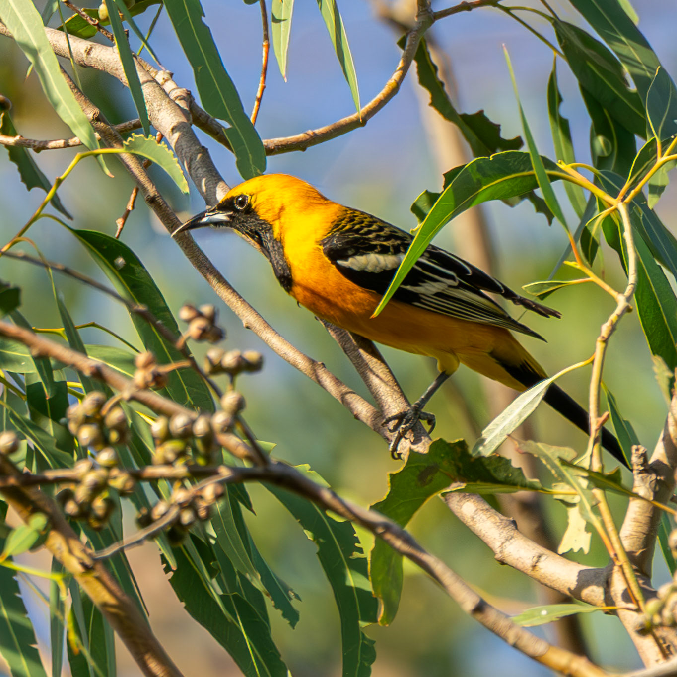 Hooded Oriole