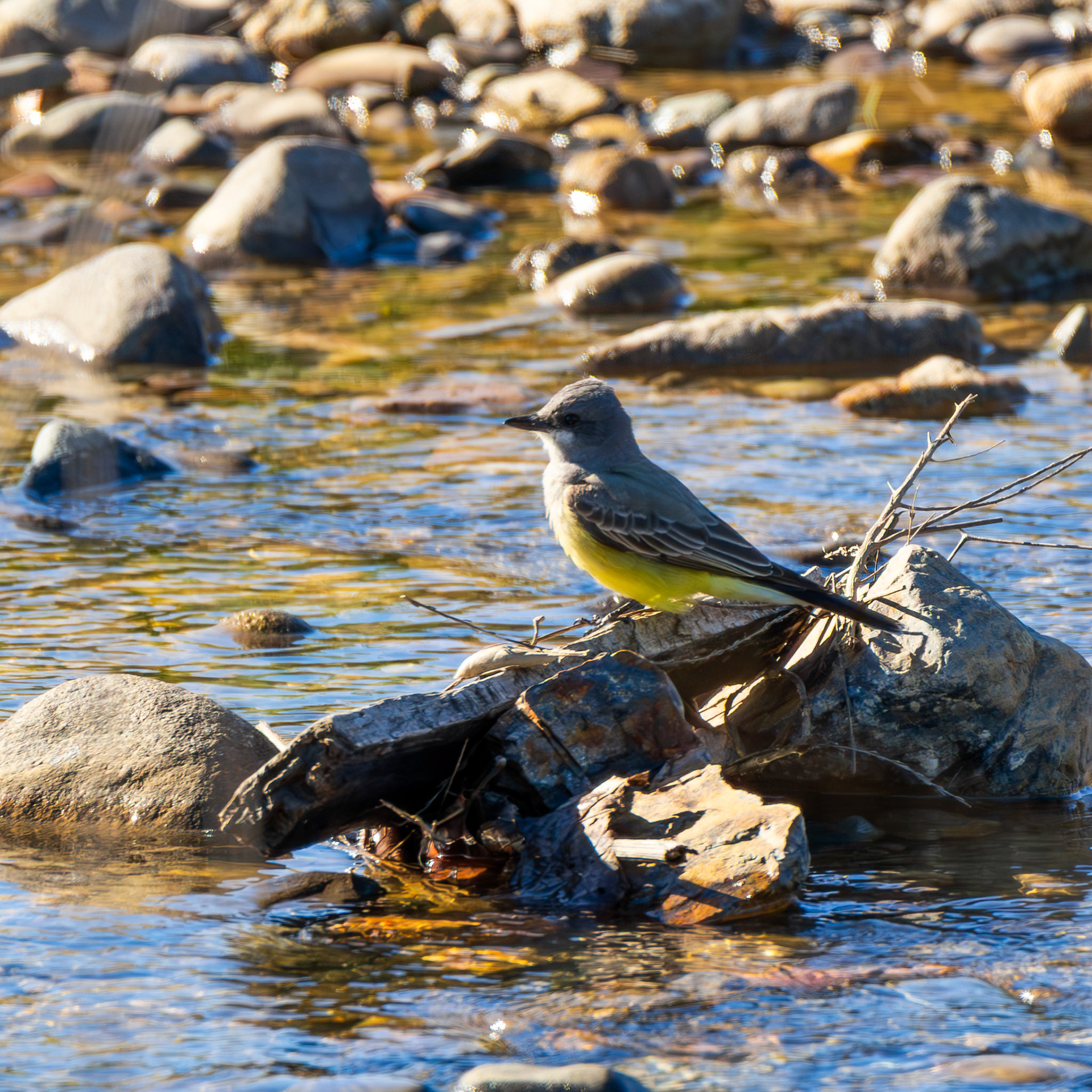 Cassin's Kingbird