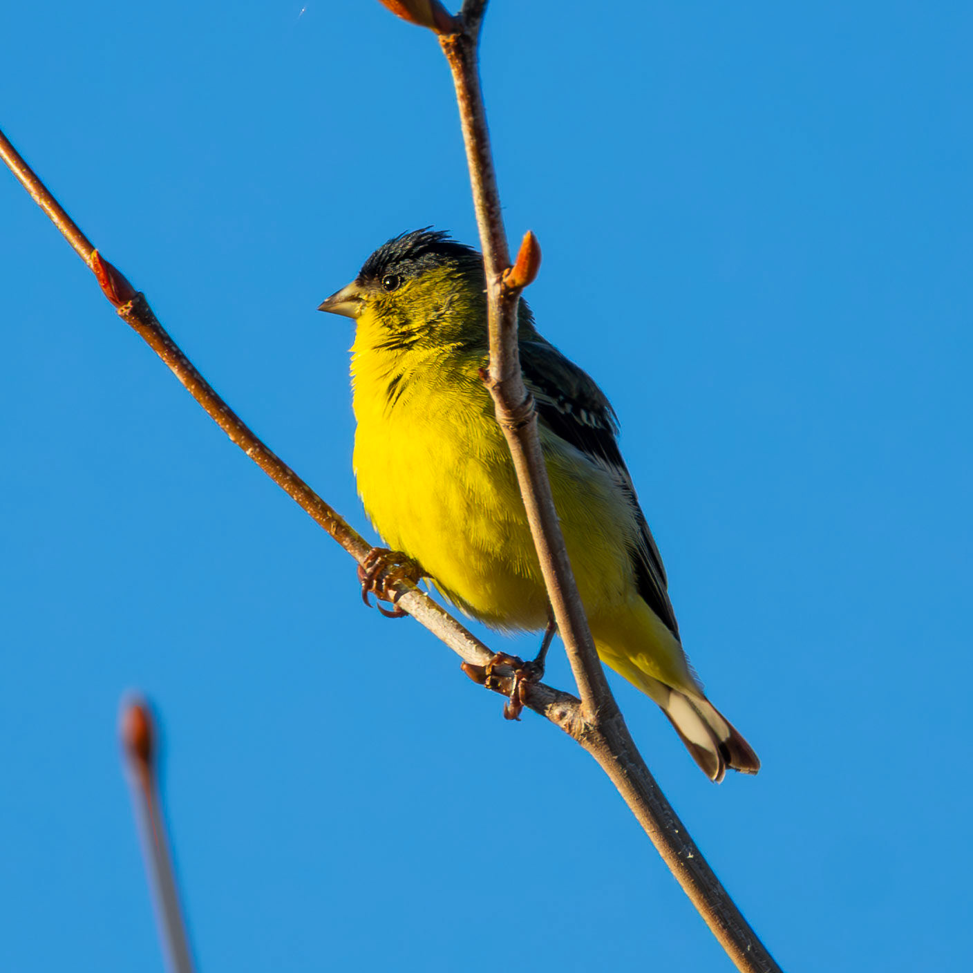 Lesser Goldfinch