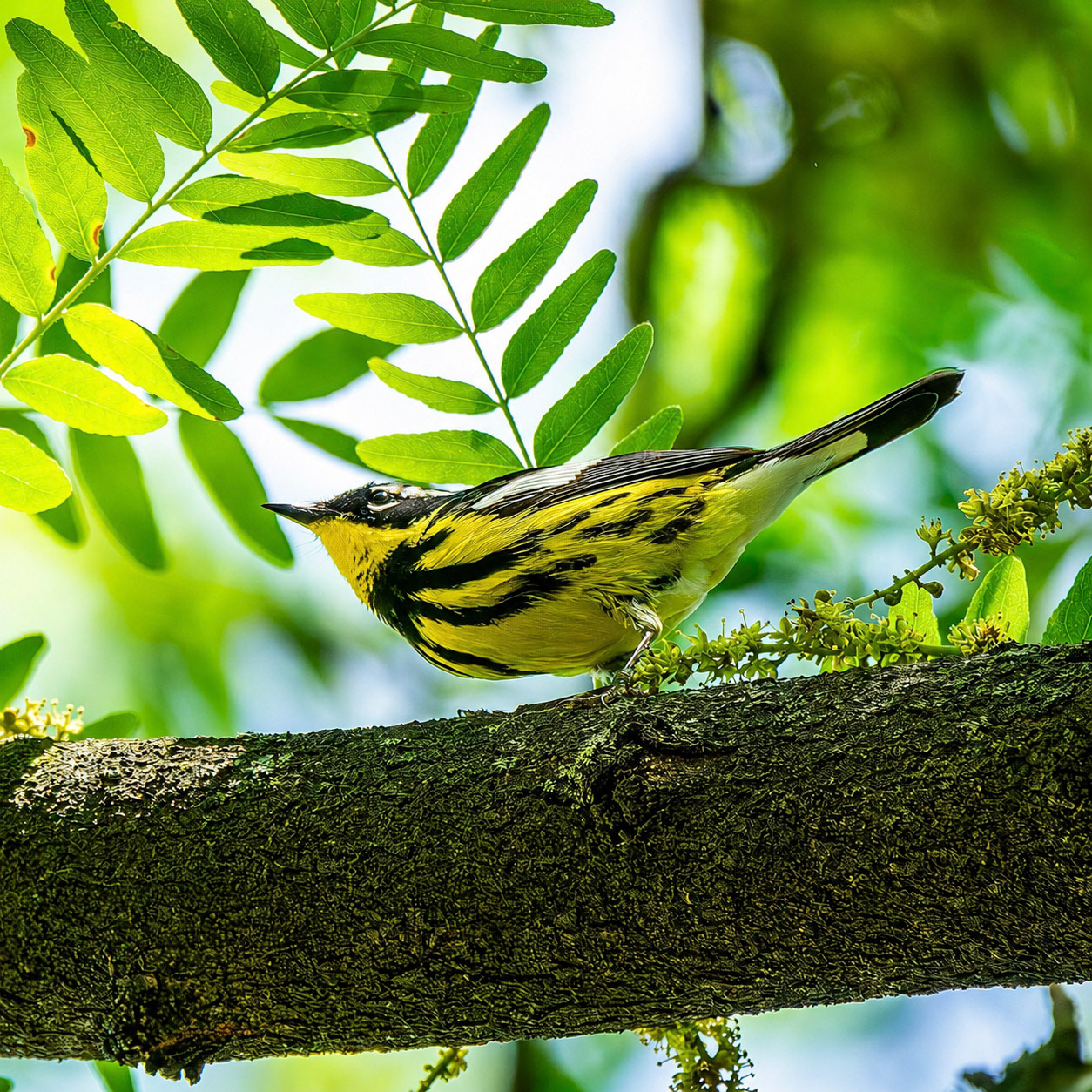 Magnolia Warbler