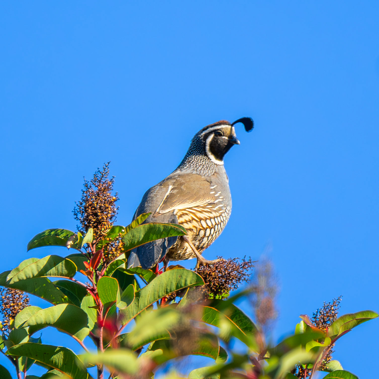 California Quail