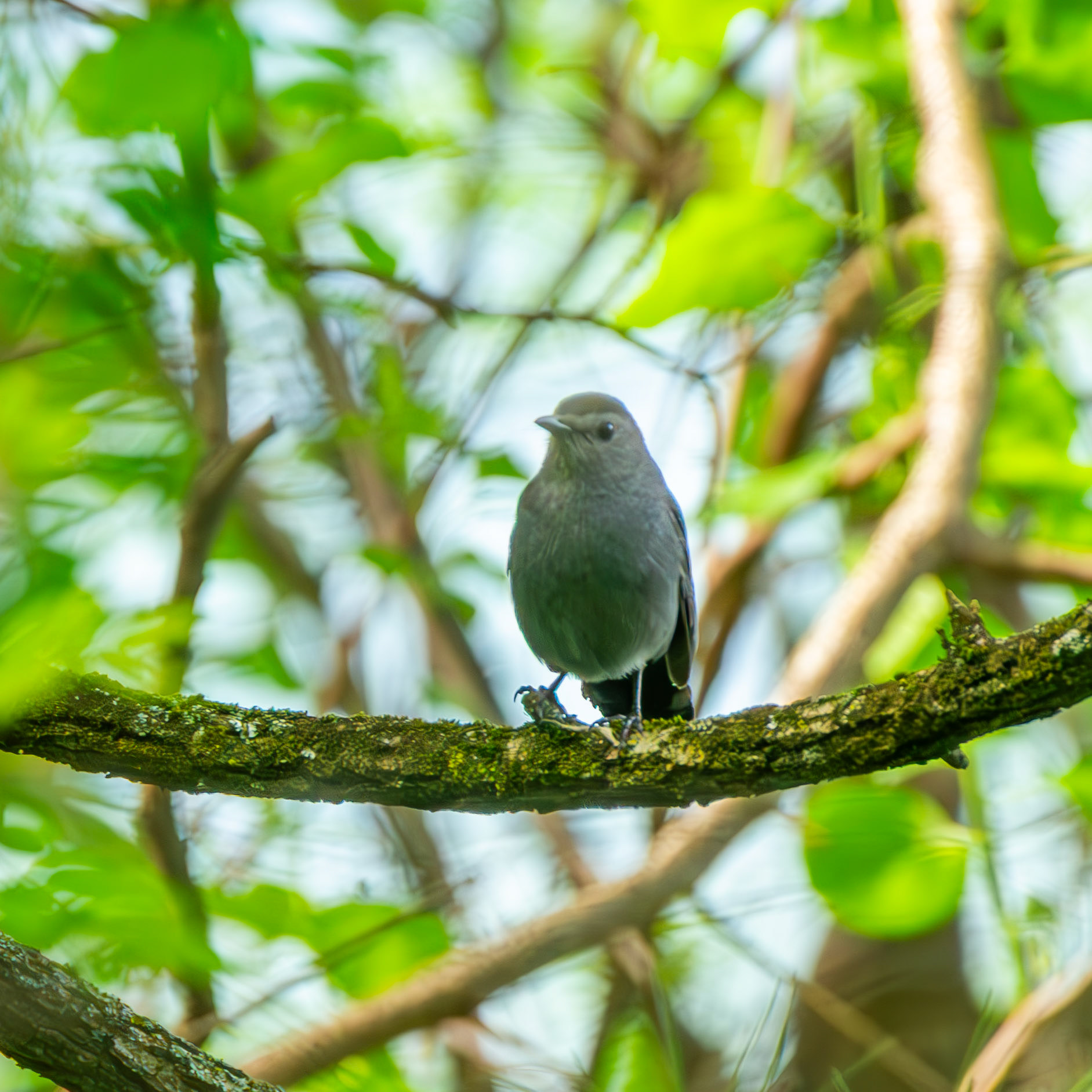 Grey Catbird