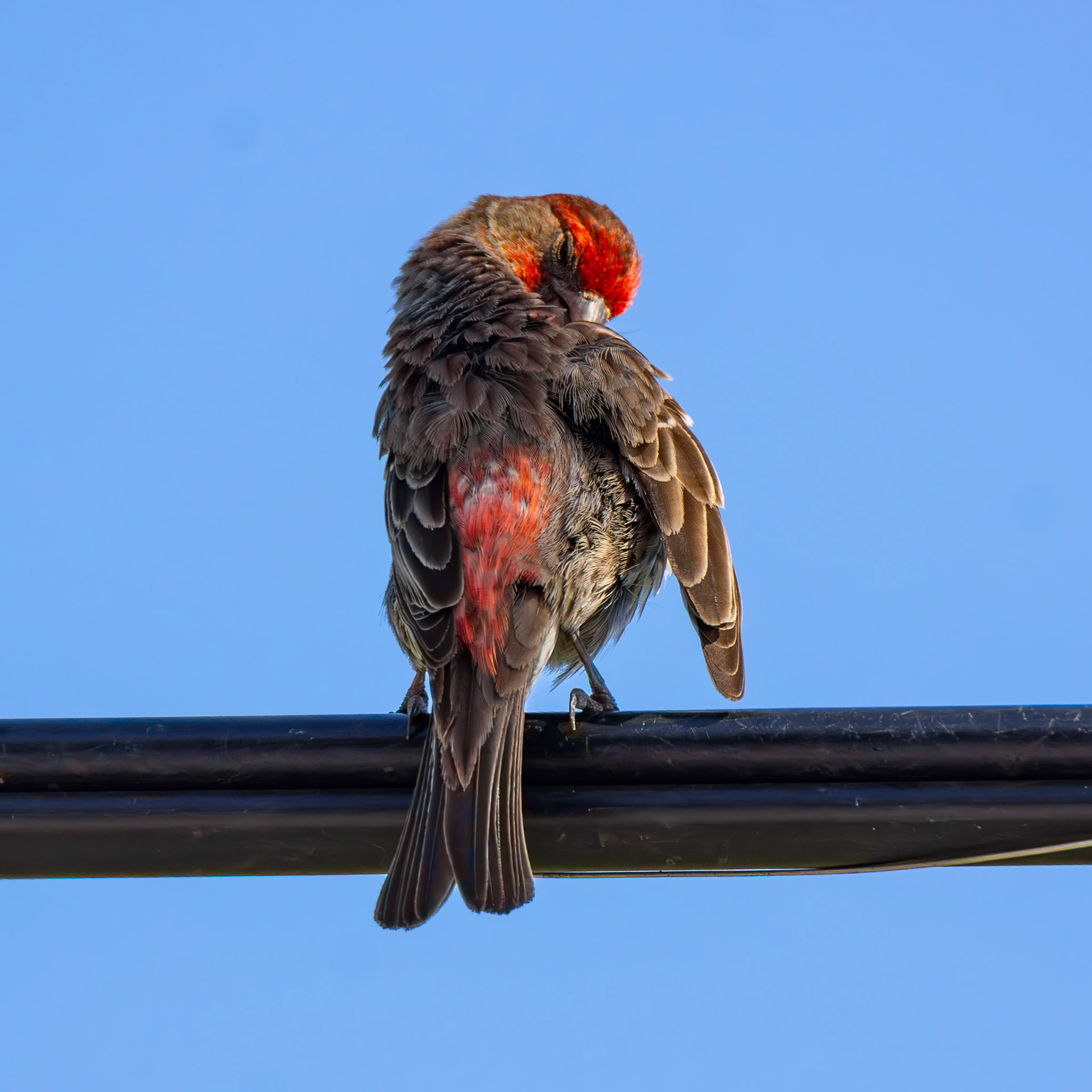 House Finch