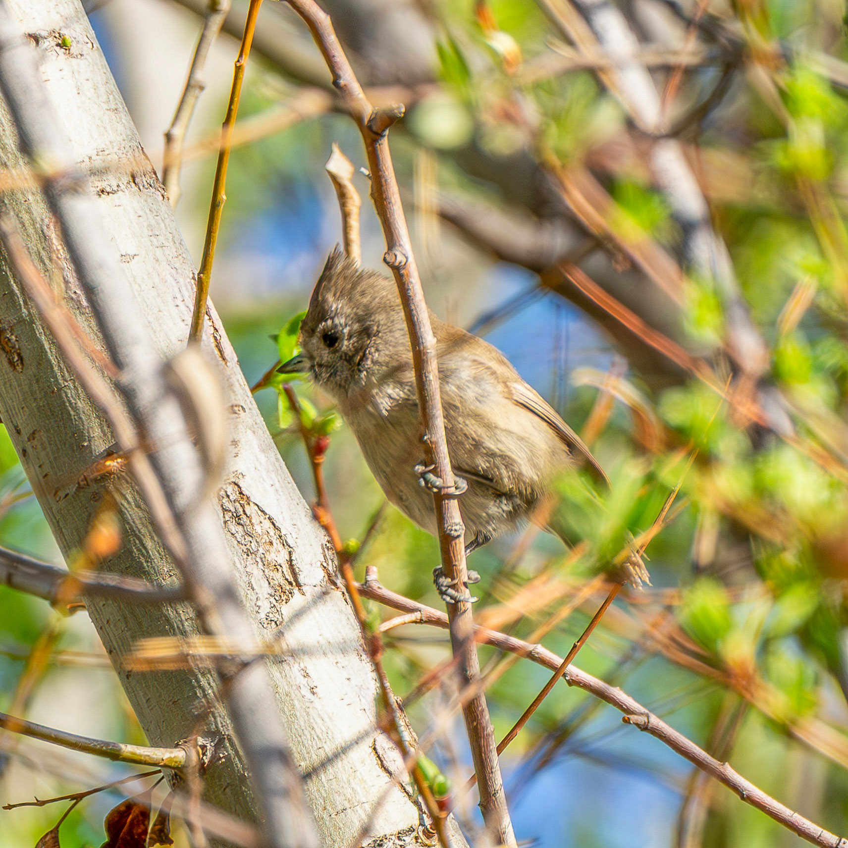 Oak Titmouse