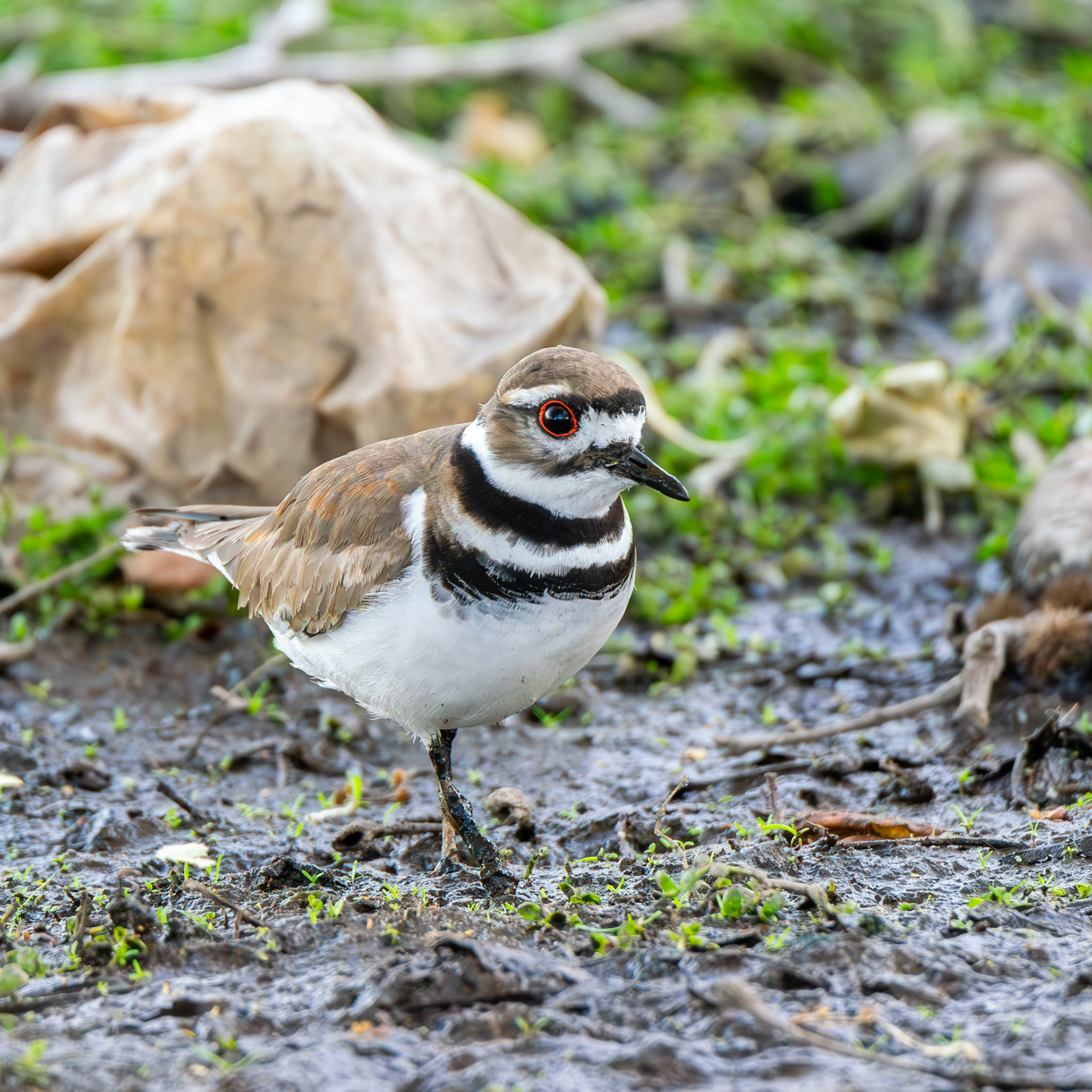 Killdeer