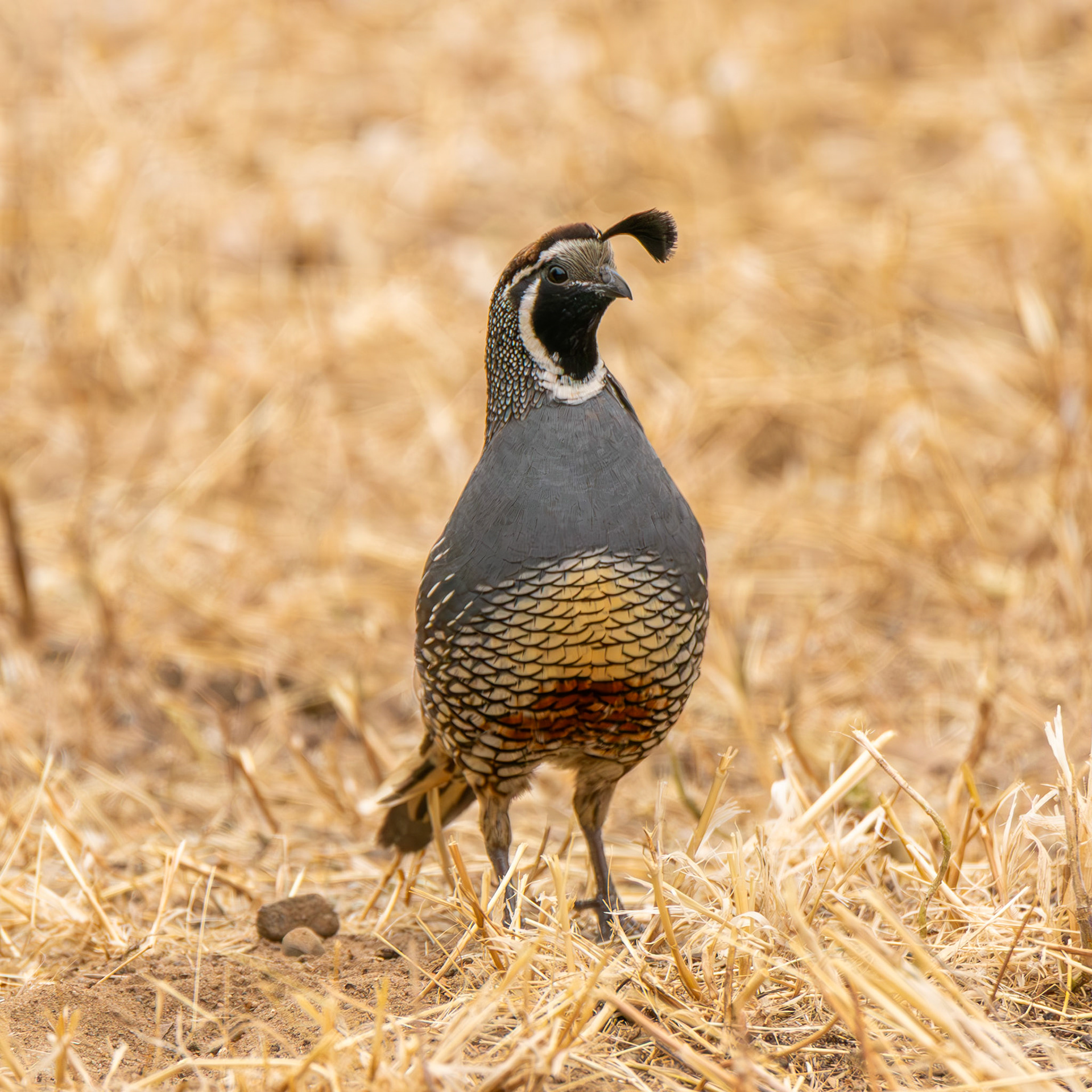 California Quail