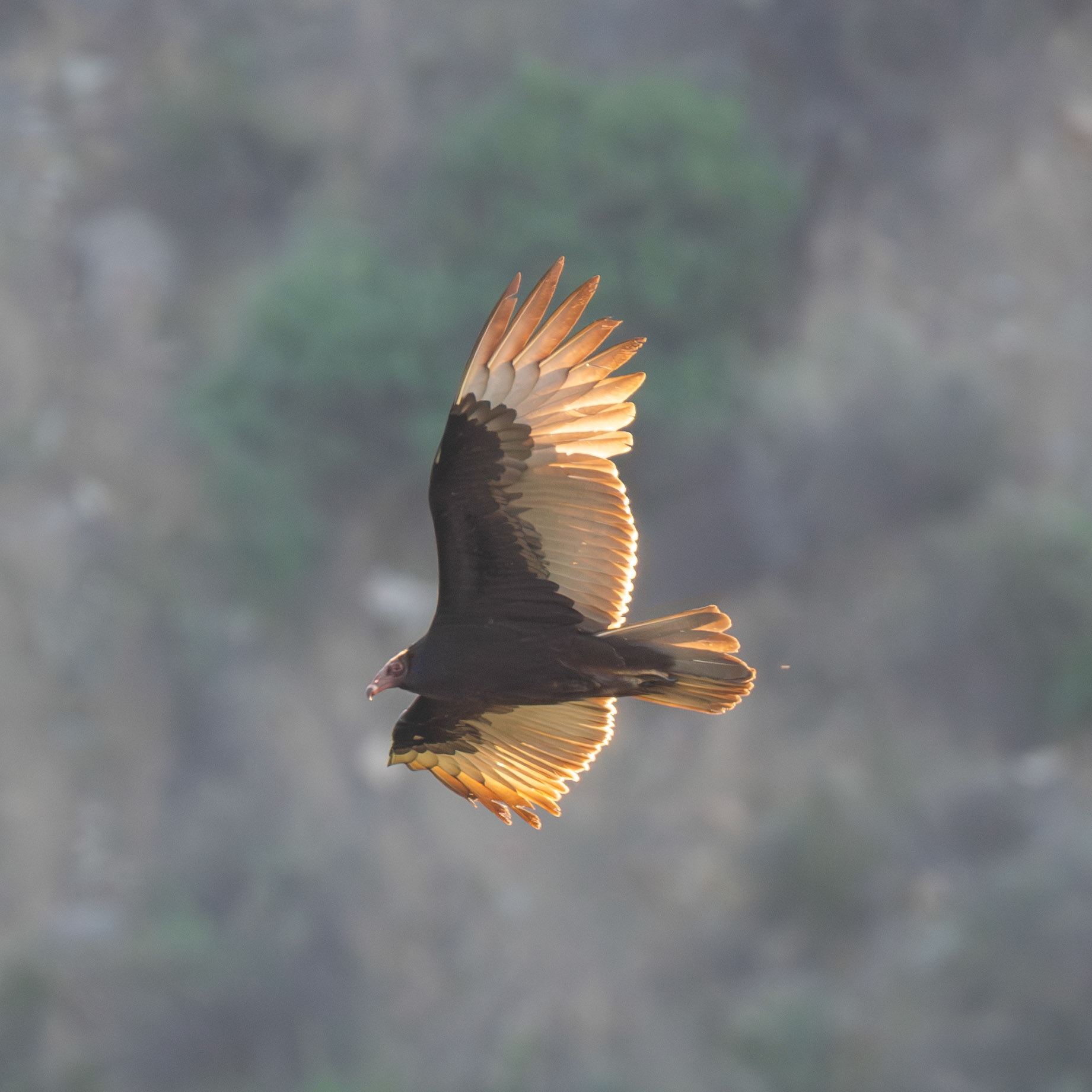 Turkey Vulture