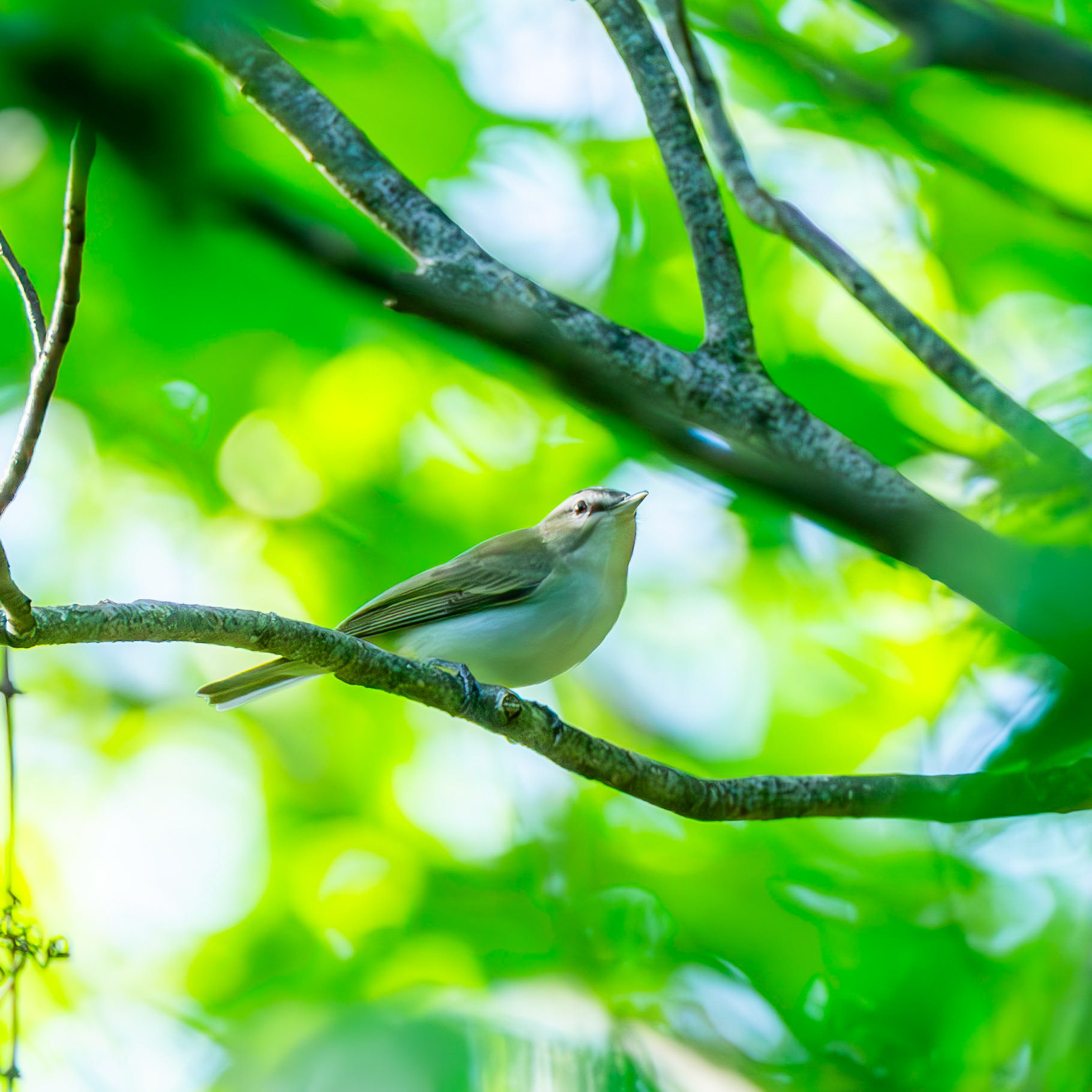 Red-Eyed Vireo
