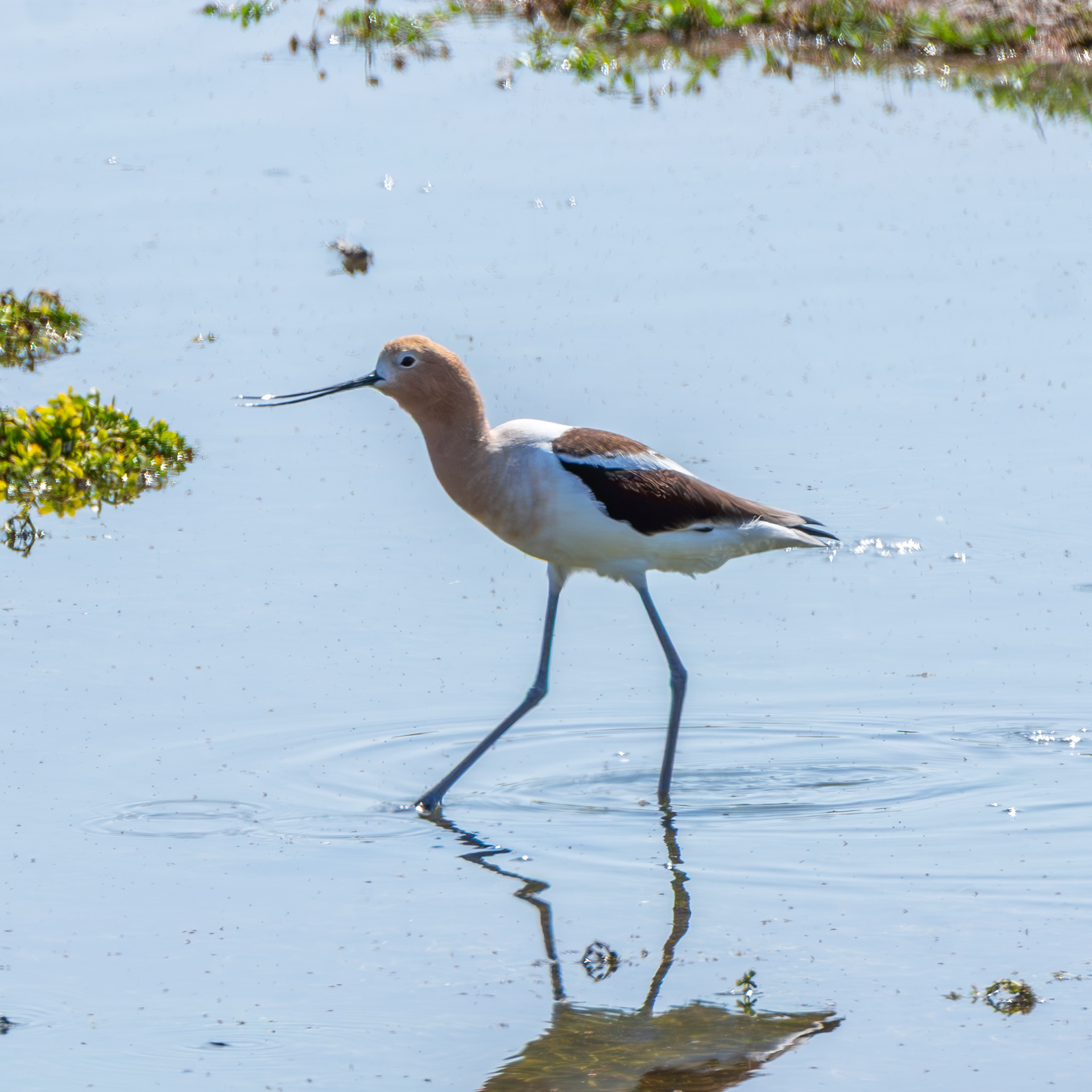 American Avocet