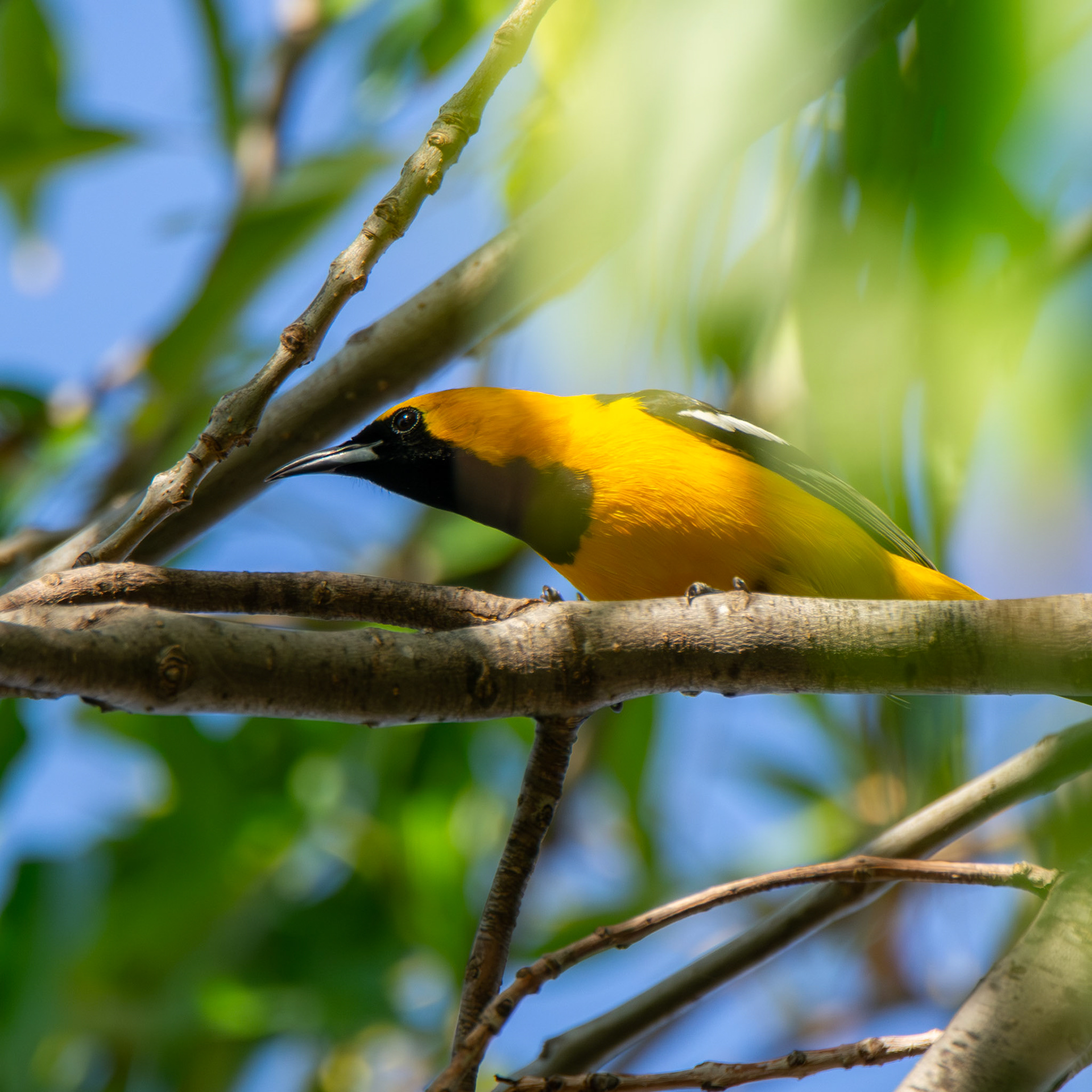 Hooded Oriole