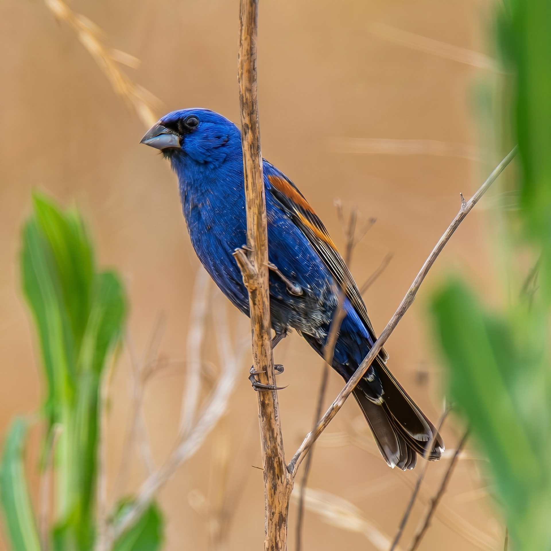 Blue Grosbeak