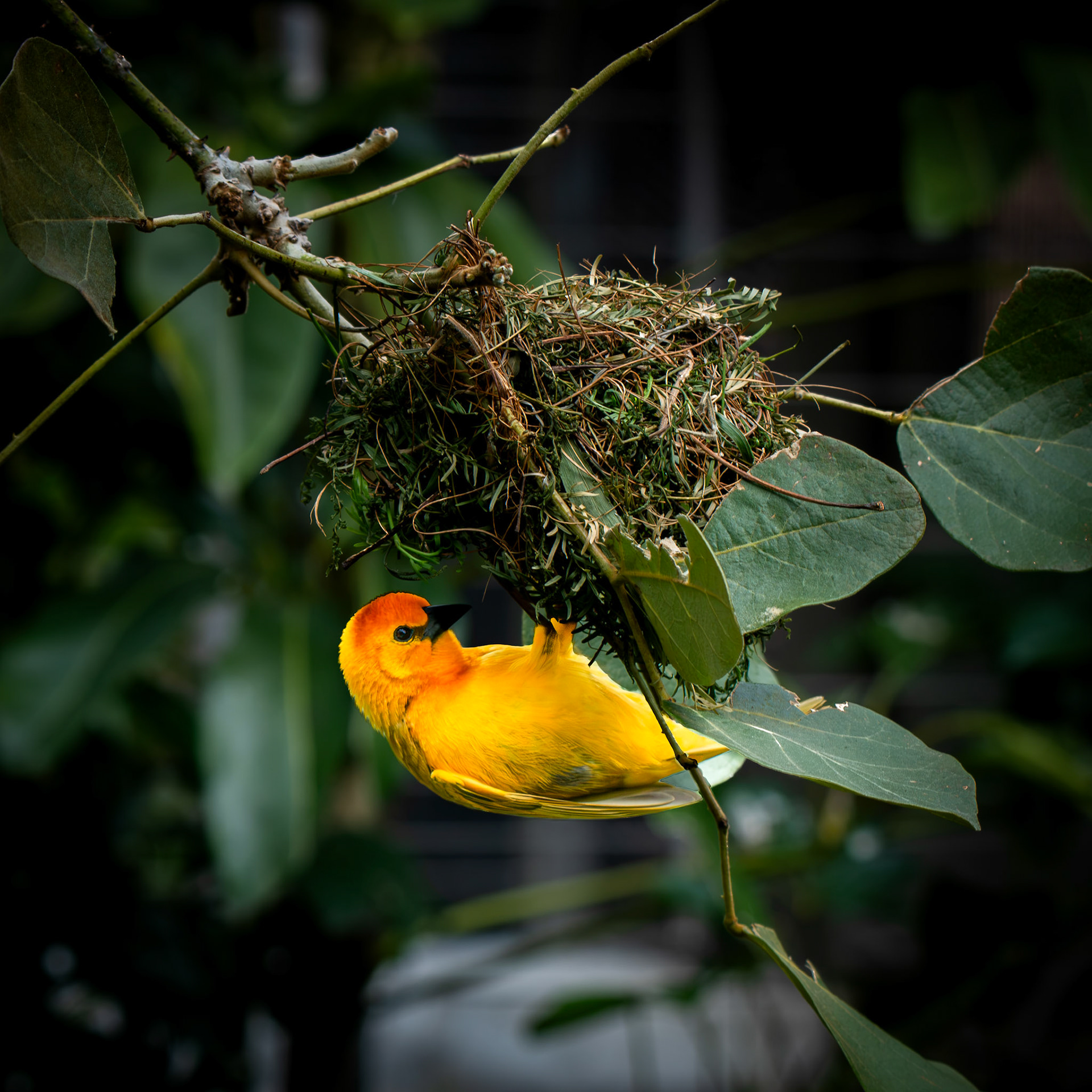 Taveta Weaver