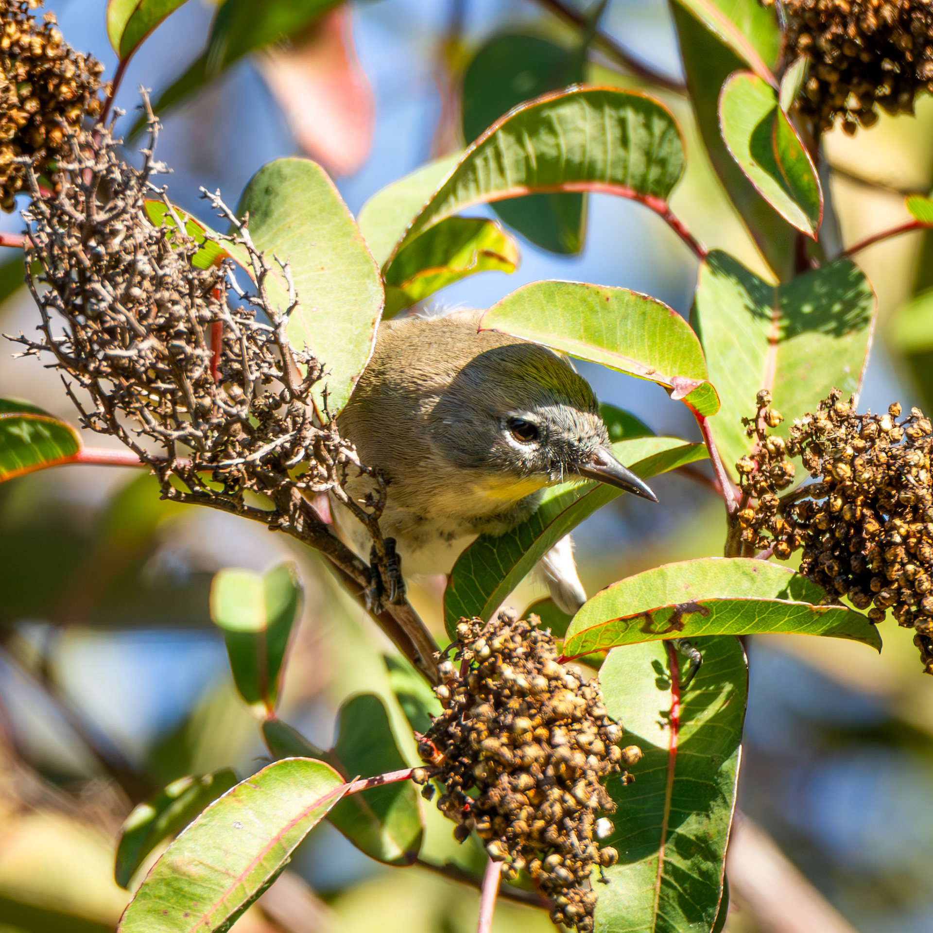 Myrtle Warbler